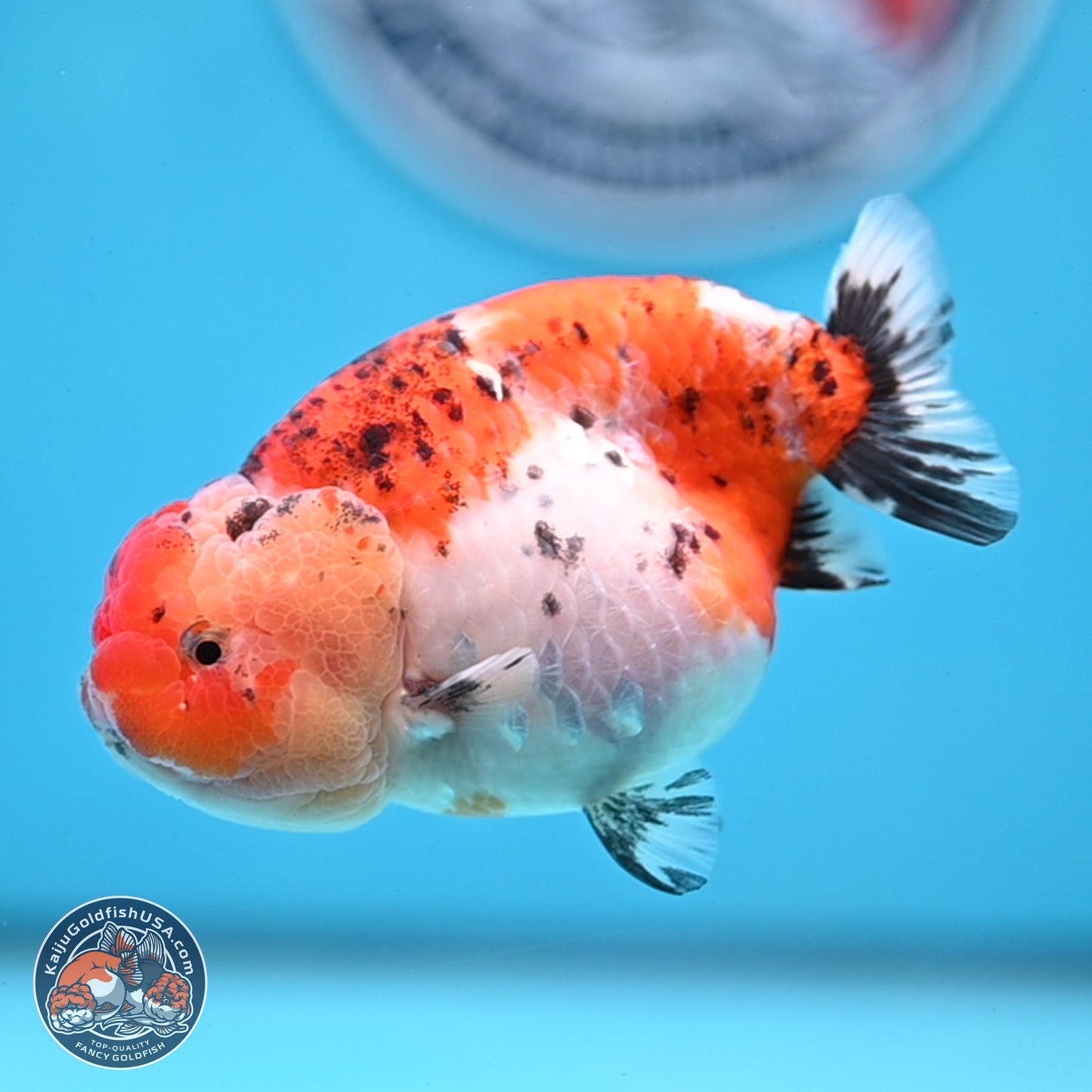 Tricolor Sakura Ranchu 4 inches Body - Female (250228_RC04)