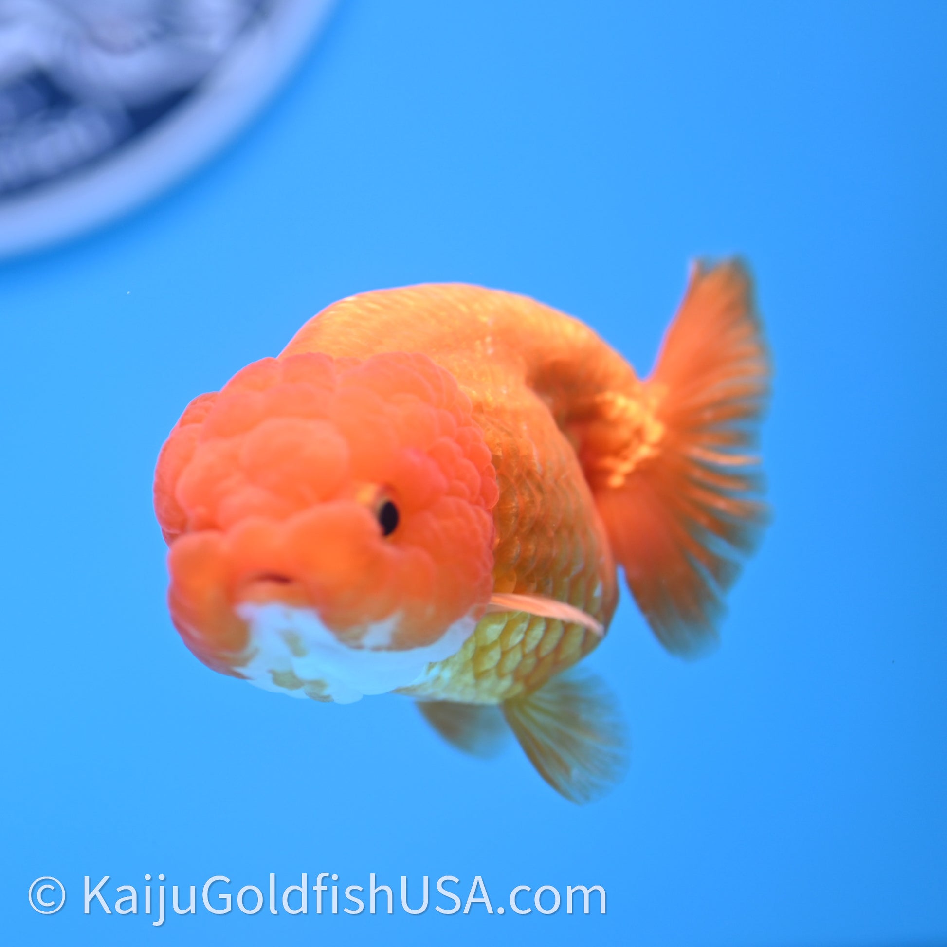 Red White Lionchu 3.5in body (240726_RC04) - Kaiju Goldfish USA