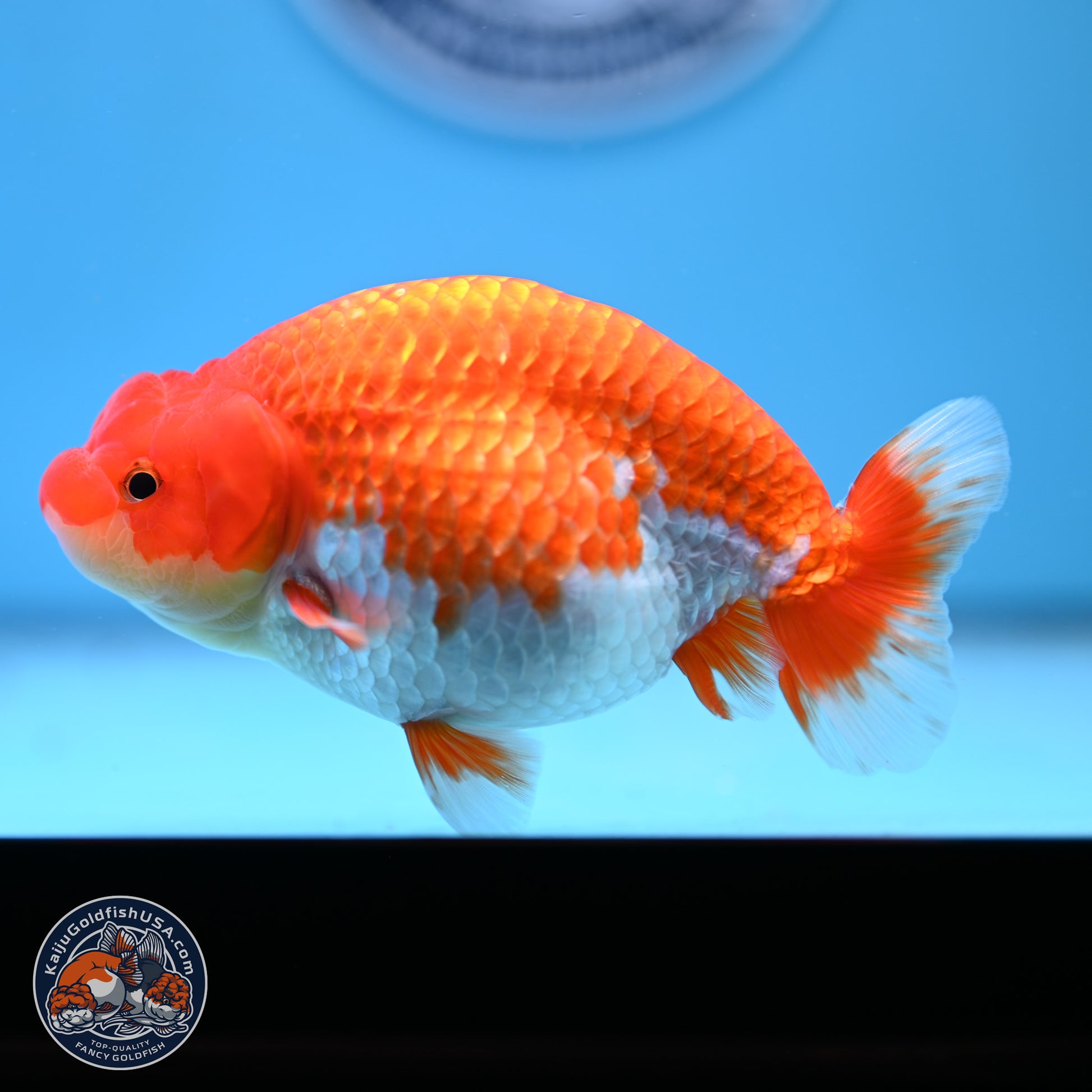 Red White Buffalo Ranchu 4.75in Body (240802_RC04) - Kaiju Goldfish USA