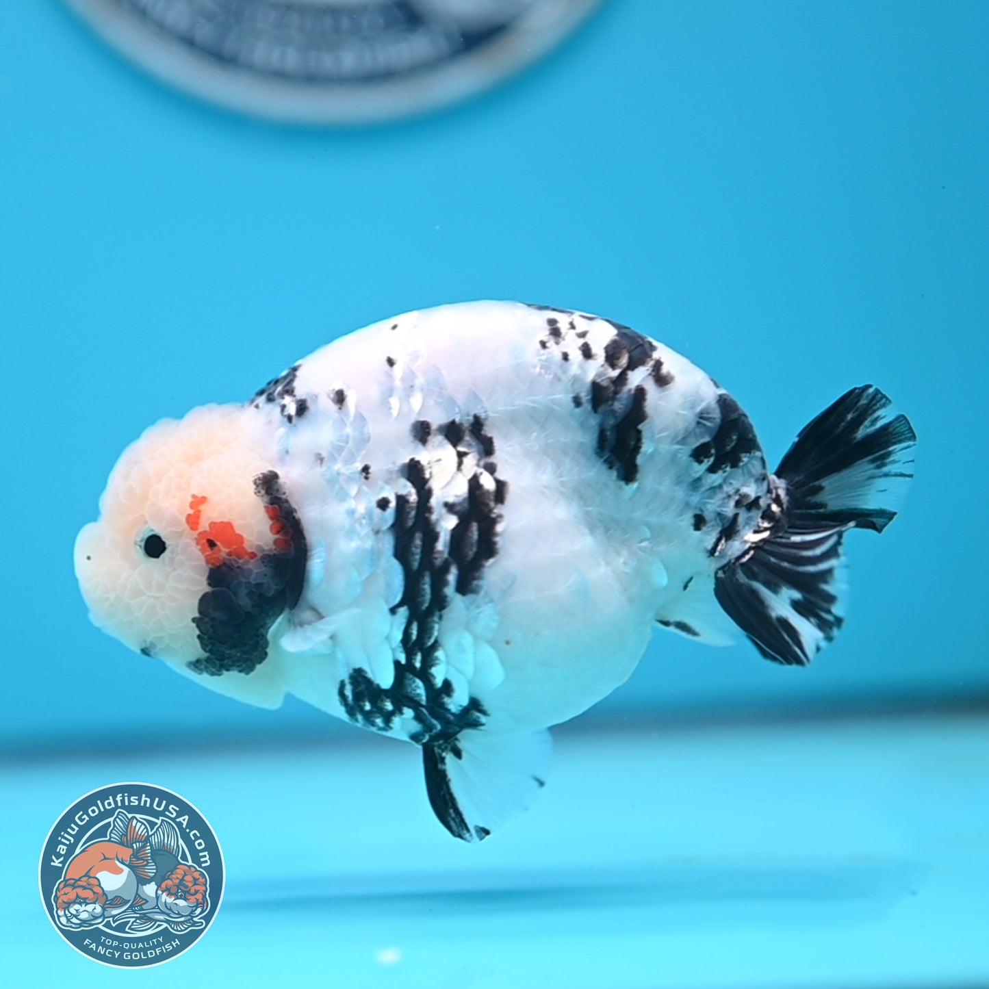 Tricolor Ranchu 4.5 inches Body (250509_RC04)