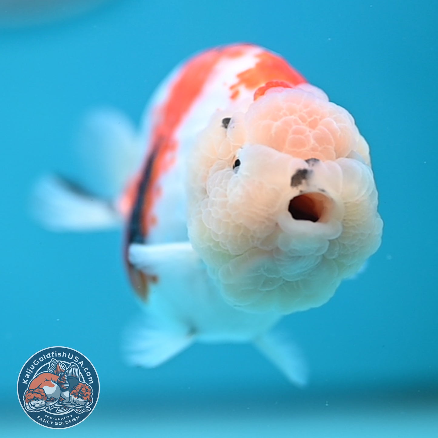 Tricolor Sakura Ranchu 4.25 inches Body (250502_RC04)