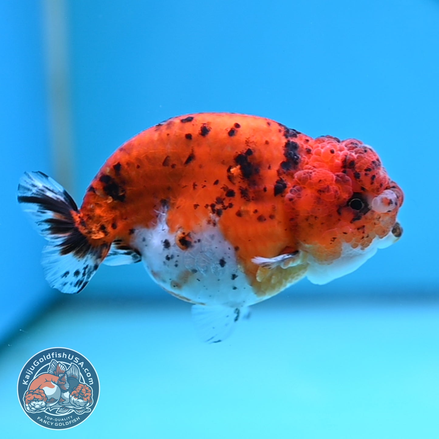 Calico Ranchu 4 inches Body (250516_RC04)