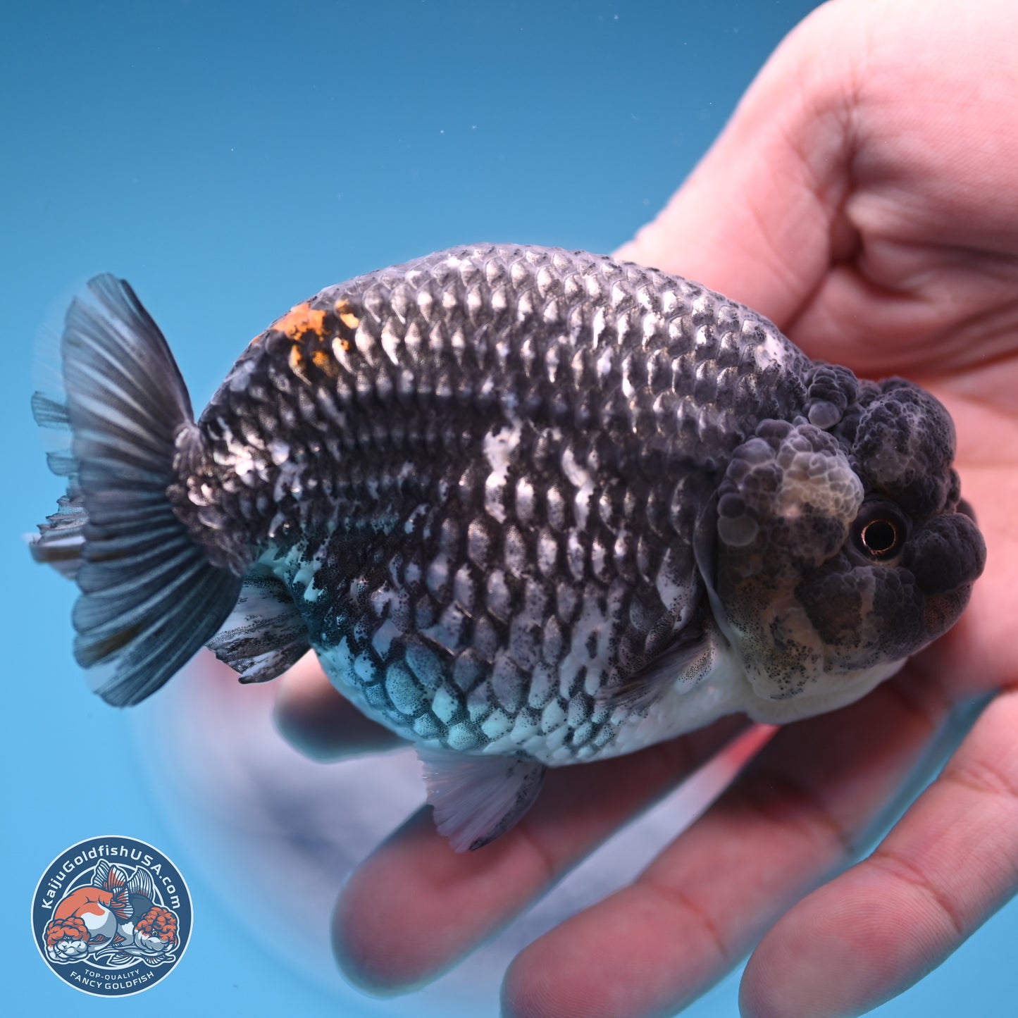 Grey Metallic Ranchu 3.75 inches Body - Female (241227_RC04) - Kaiju Goldfish USA