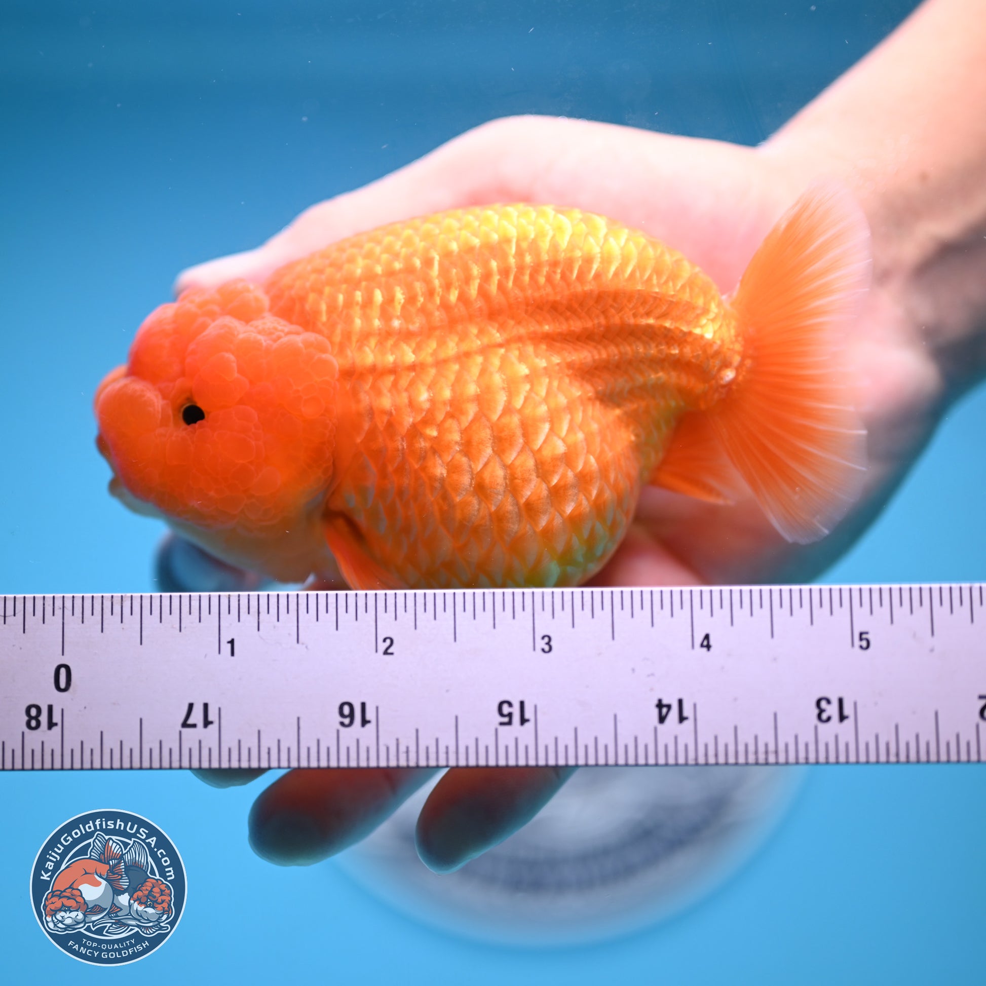 A Grade Classic Gold Lionchu 4.5-5 inches (240906_RC04) - Kaiju Goldfish USA