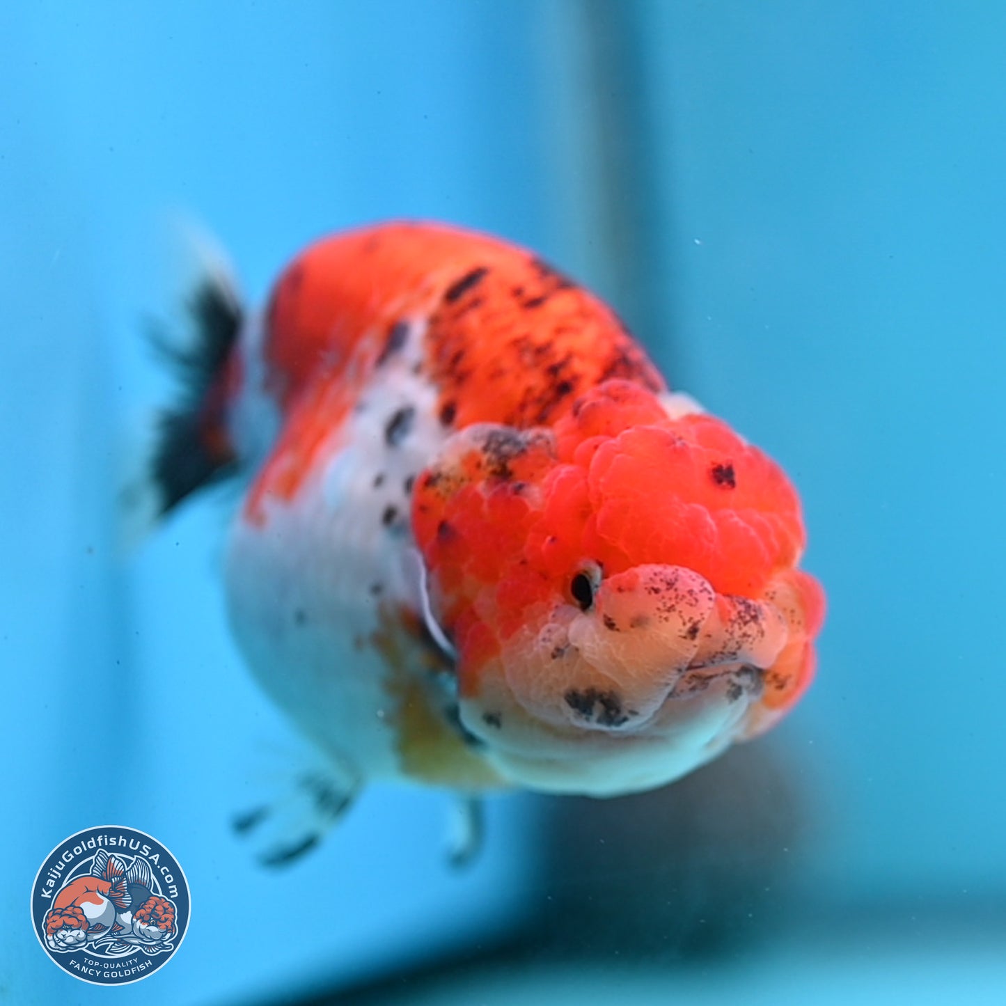 Tricolor Sakura Ranchu 4 inches Body - Female (250228_RC04)