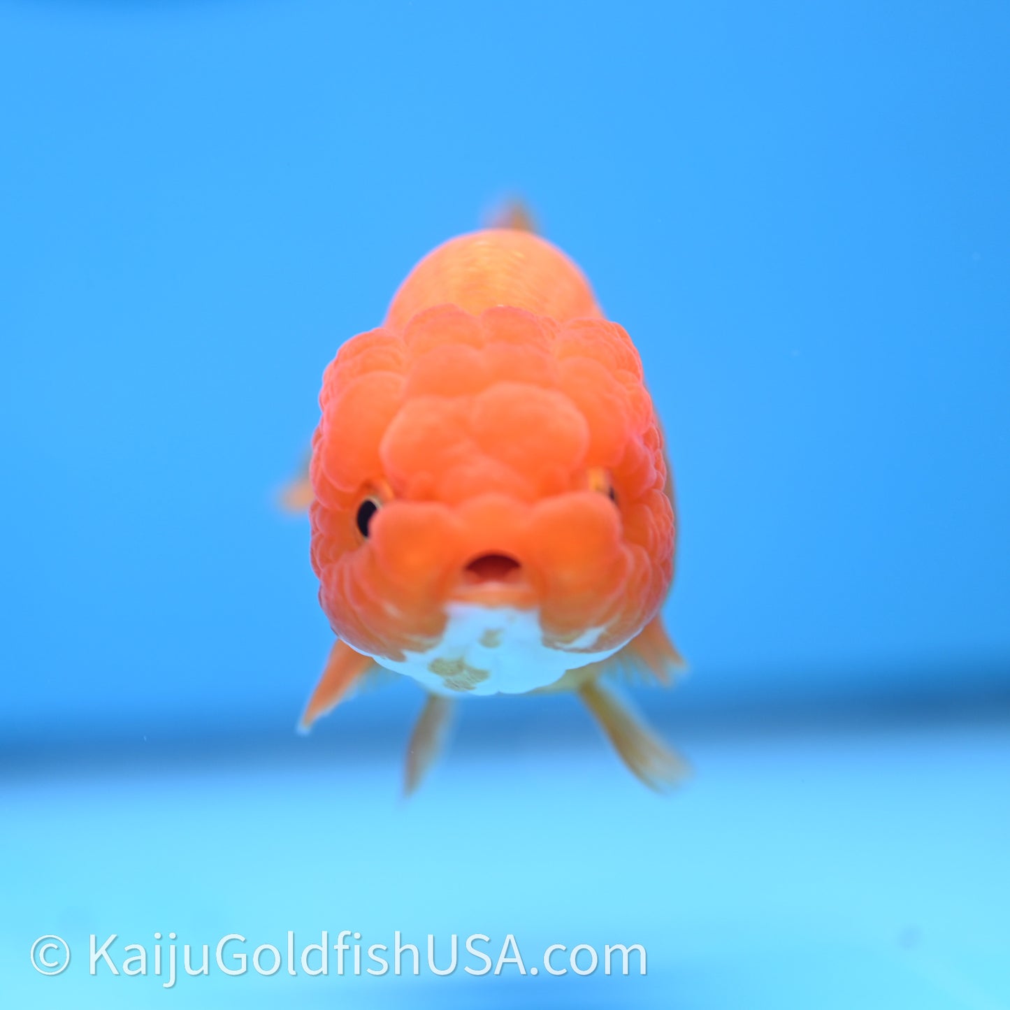 Red White Lionchu 3.5in body (240726_RC04) - Kaiju Goldfish USA