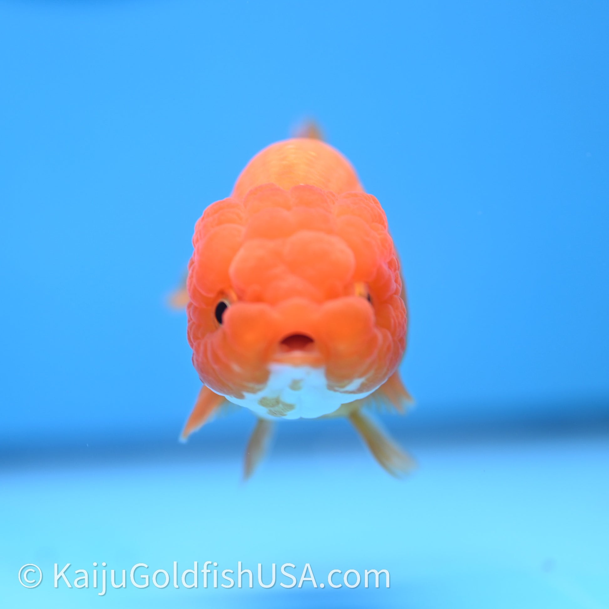 Red White Lionchu 3.5in body (240726_RC04) - Kaiju Goldfish USA