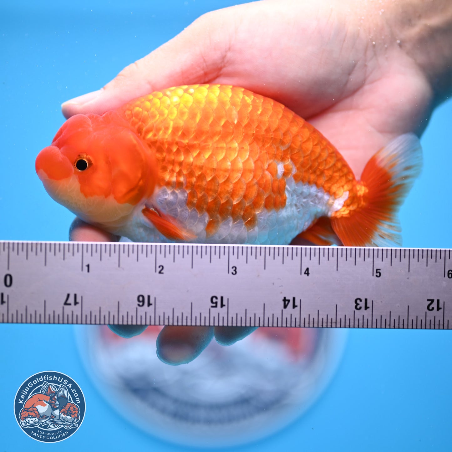 Red White Buffalo Ranchu 4.75in Body (240802_RC04) - Kaiju Goldfish USA