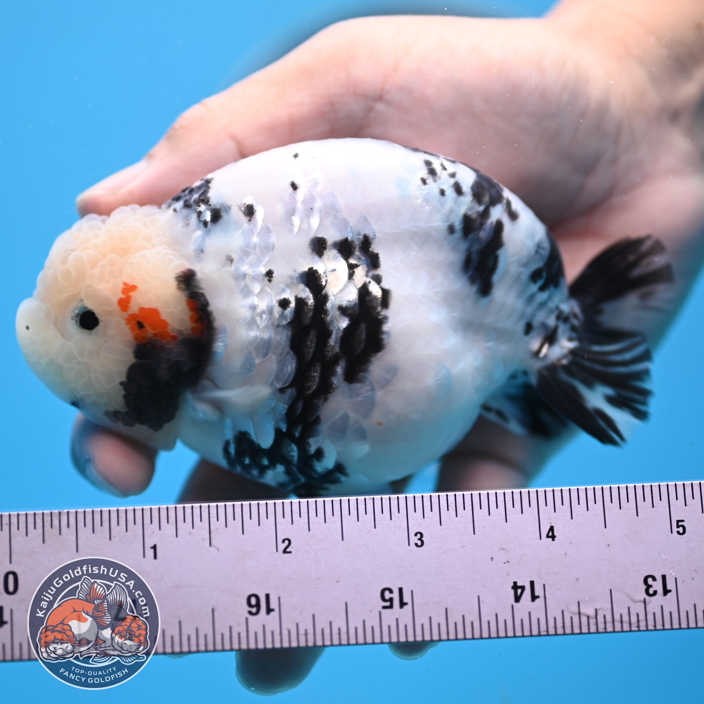 Tricolor Ranchu 4.5 inches Body (250509_RC04)