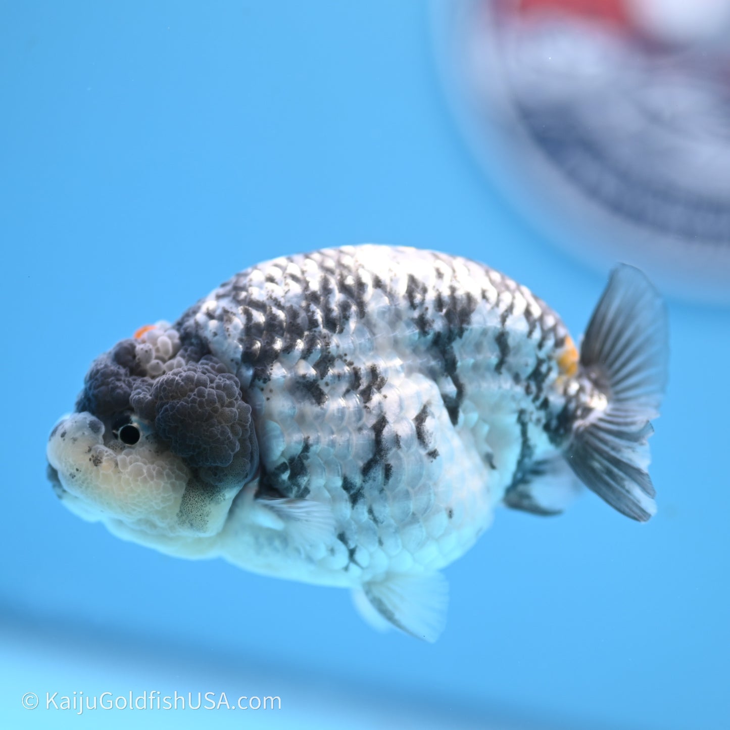 Tricolor White Tiger Ranchu 3.5 inches (240719_RC04) - Kaiju Goldfish USA