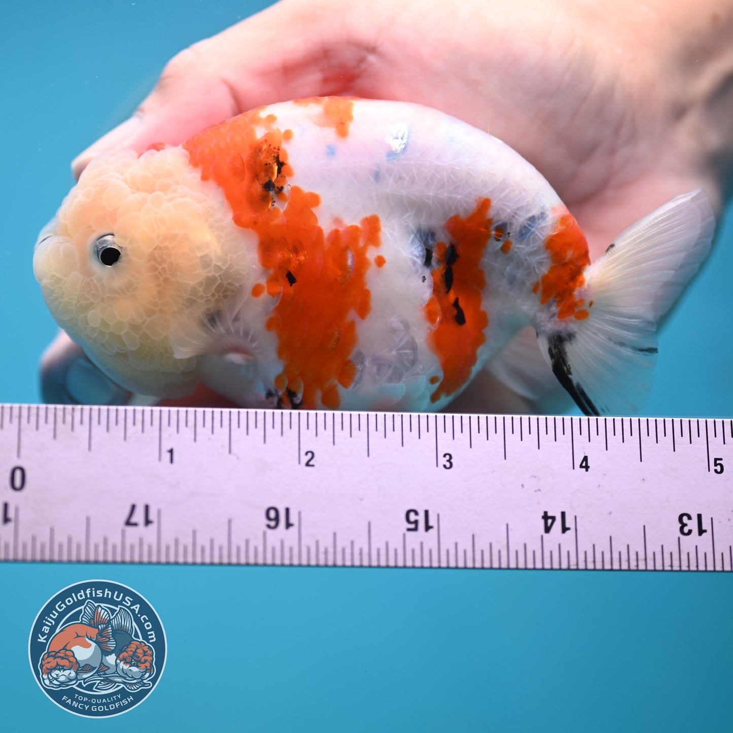 Tricolor Sakura Ranchu 4.25 inches Body (250502_RC04)