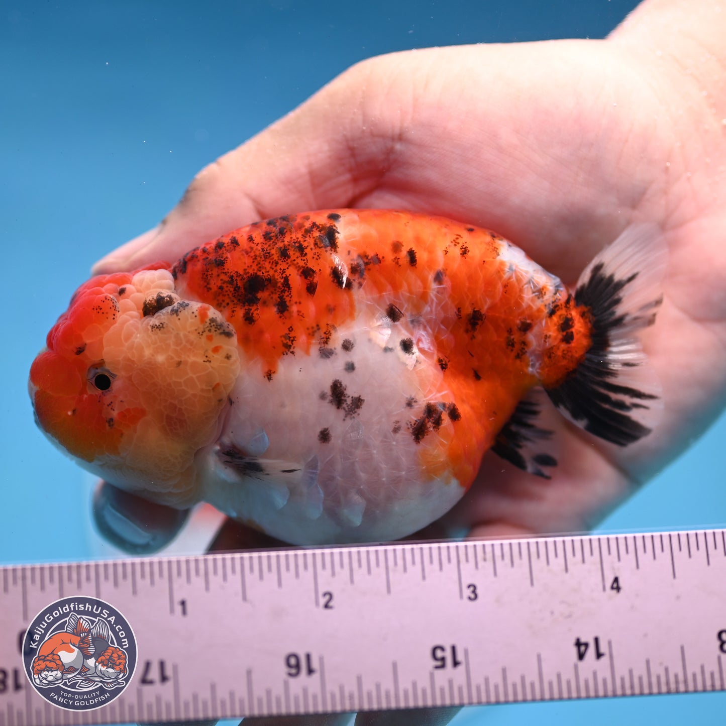 Tricolor Sakura Ranchu 4 inches Body - Female (250228_RC04)