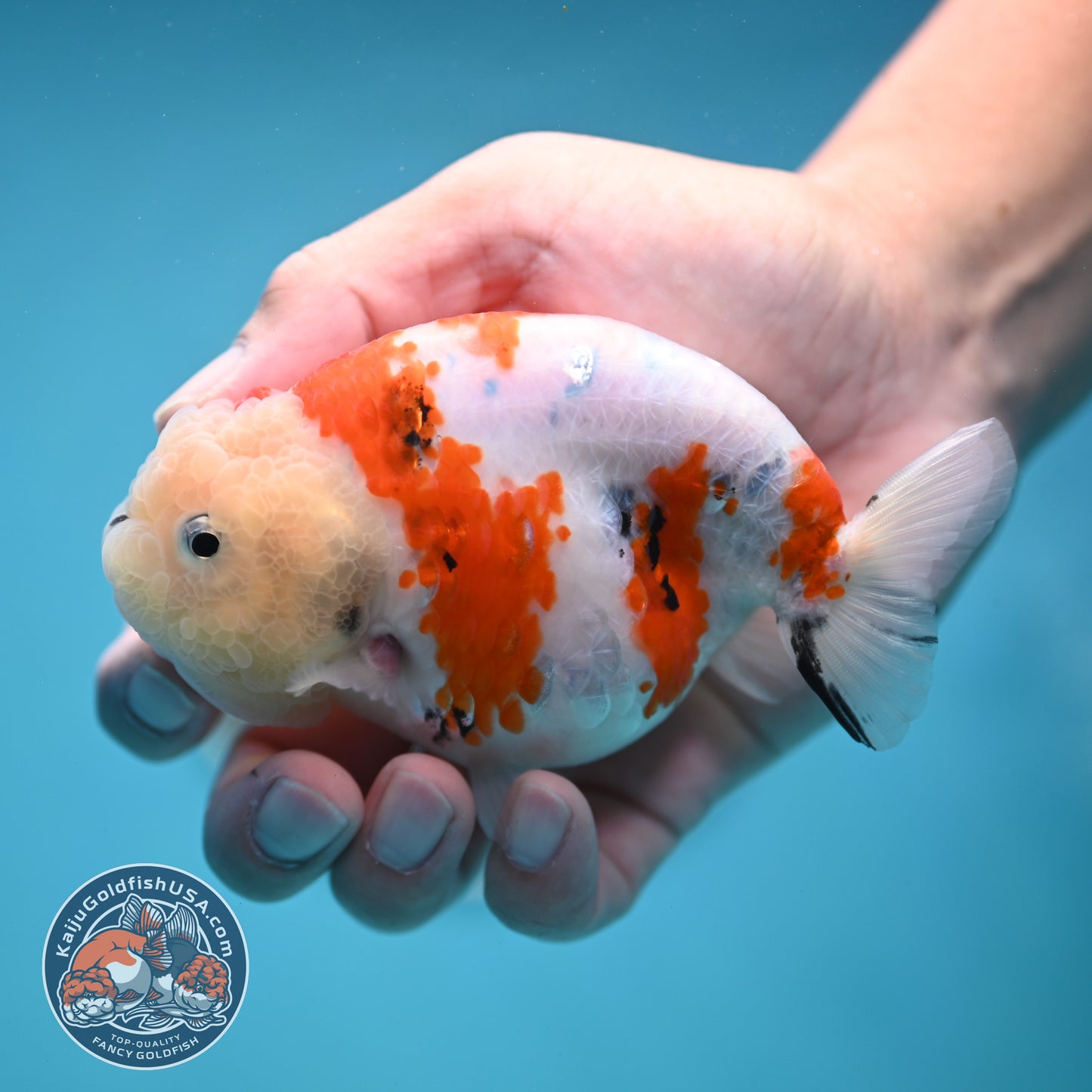 Tricolor Sakura Ranchu 4.25 inches Body (250502_RC04)