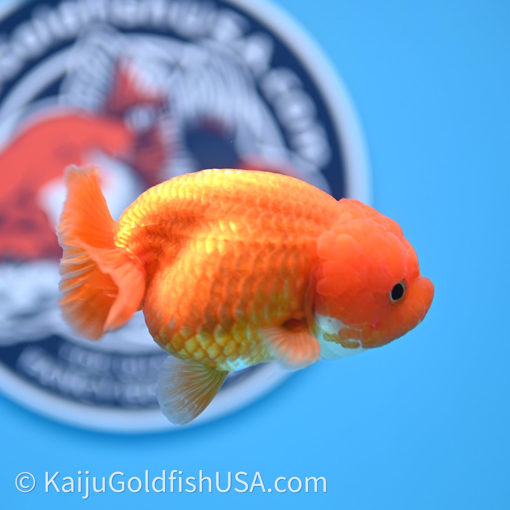 Red White Lionchu 3.5in body (240726_RC04) - Kaiju Goldfish USA