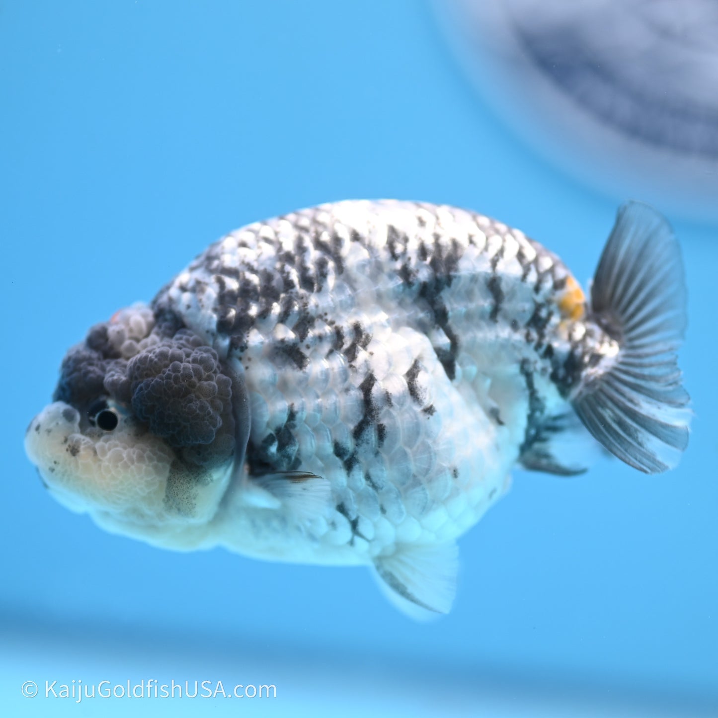 Tricolor White Tiger Ranchu 3.5 inches (240719_RC04) - Kaiju Goldfish USA