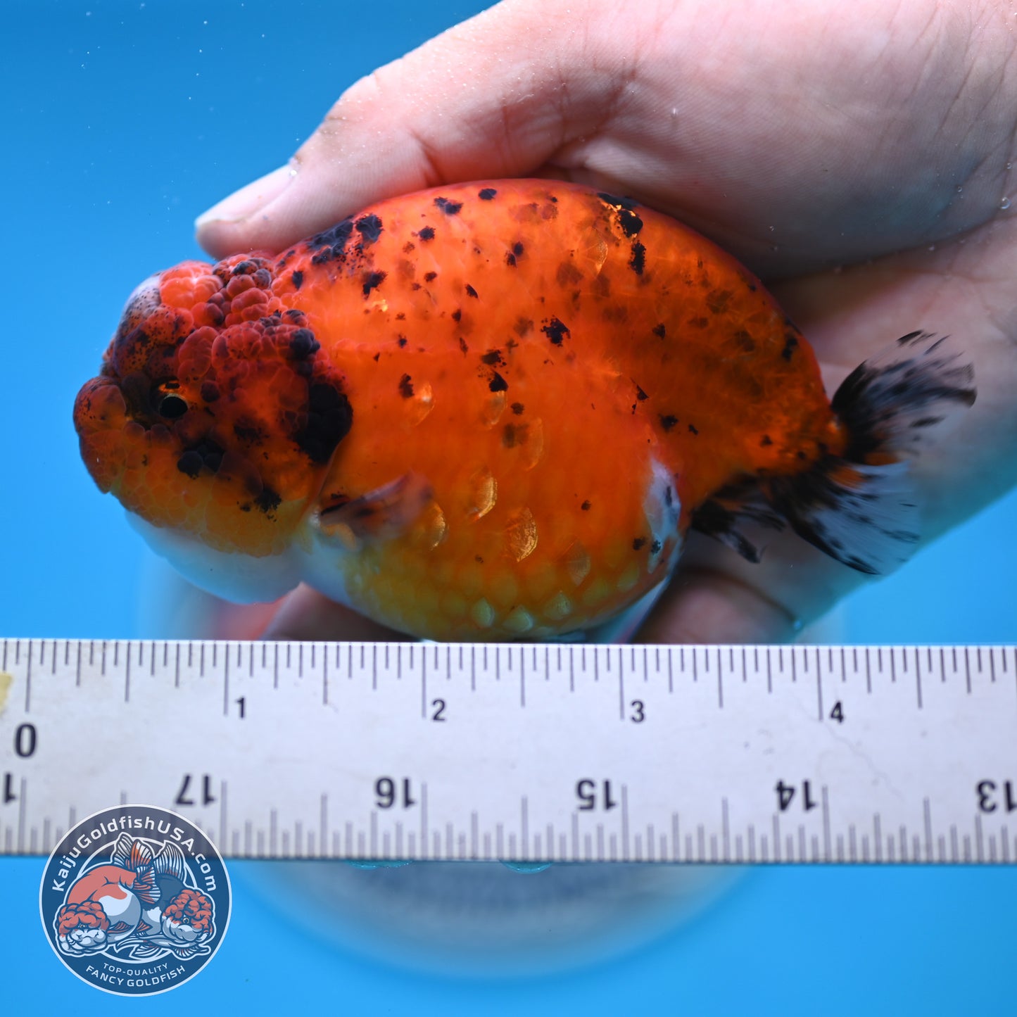 Calico Ranchu 4 inches Body (250516_RC04)