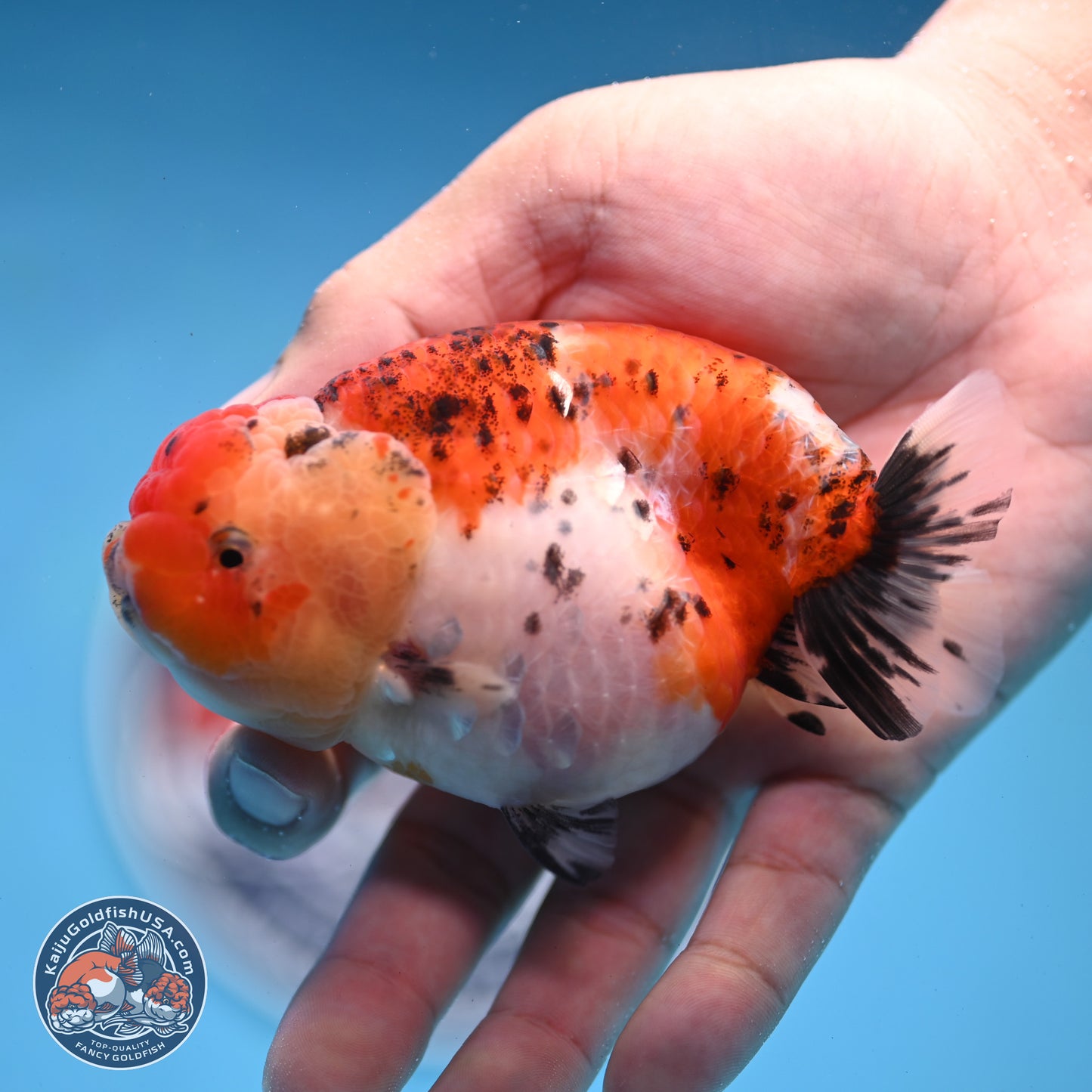 Tricolor Sakura Ranchu 4 inches Body - Female (250228_RC04)