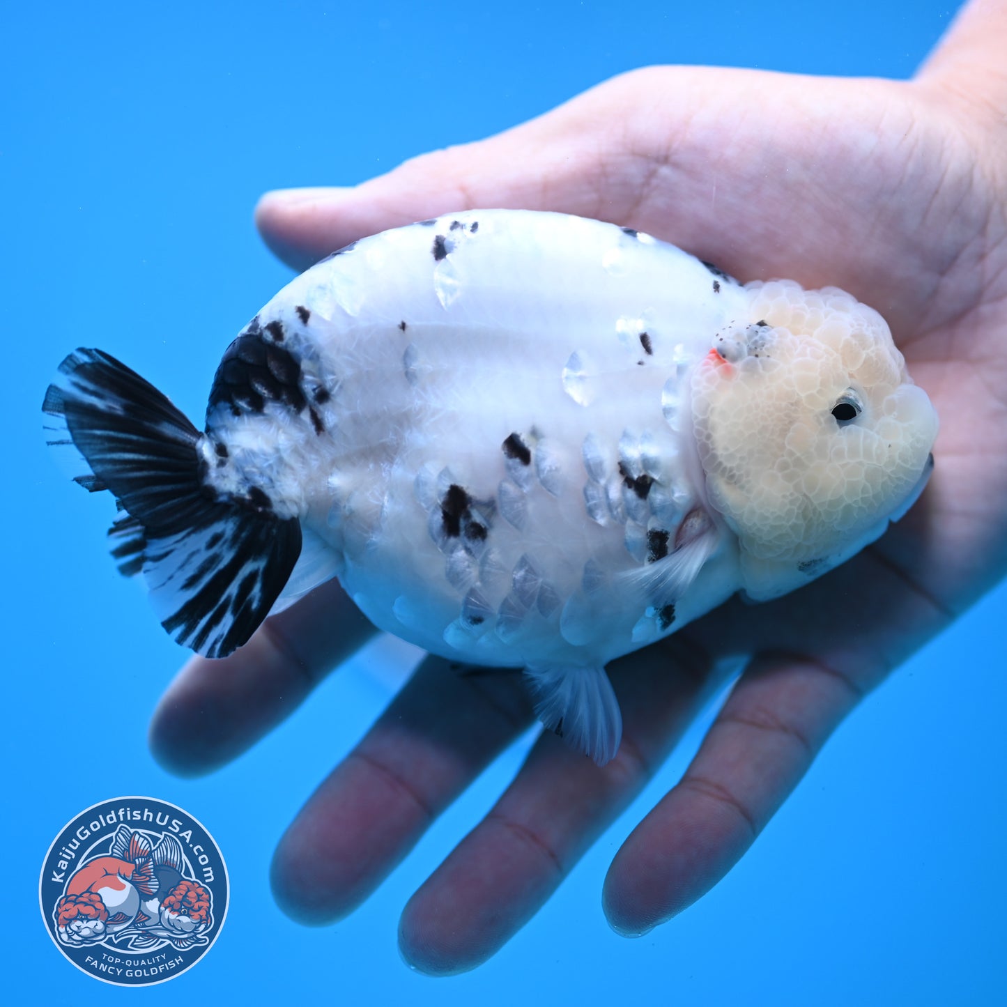 Tricolor Ranchu 4.5 inches Body (250509_RC04)