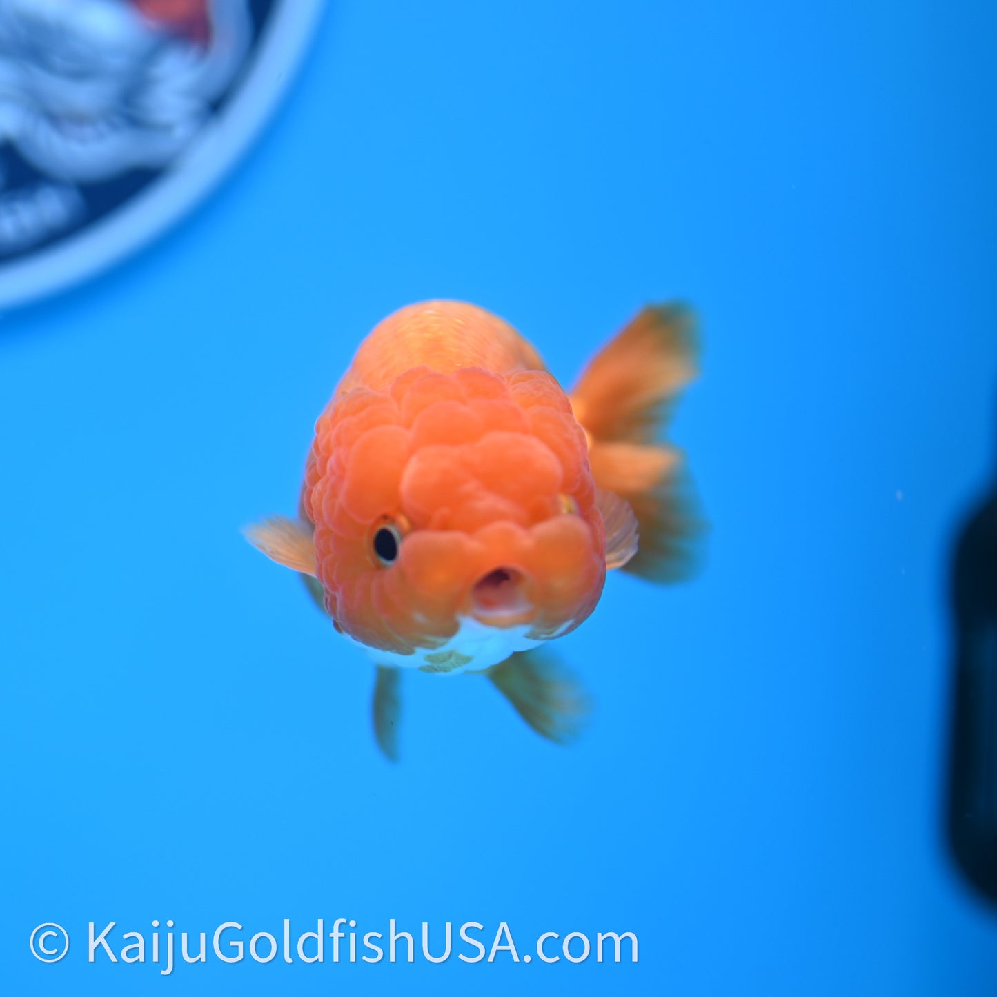 Red White Lionchu 3.5in body (240726_RC04) - Kaiju Goldfish USA