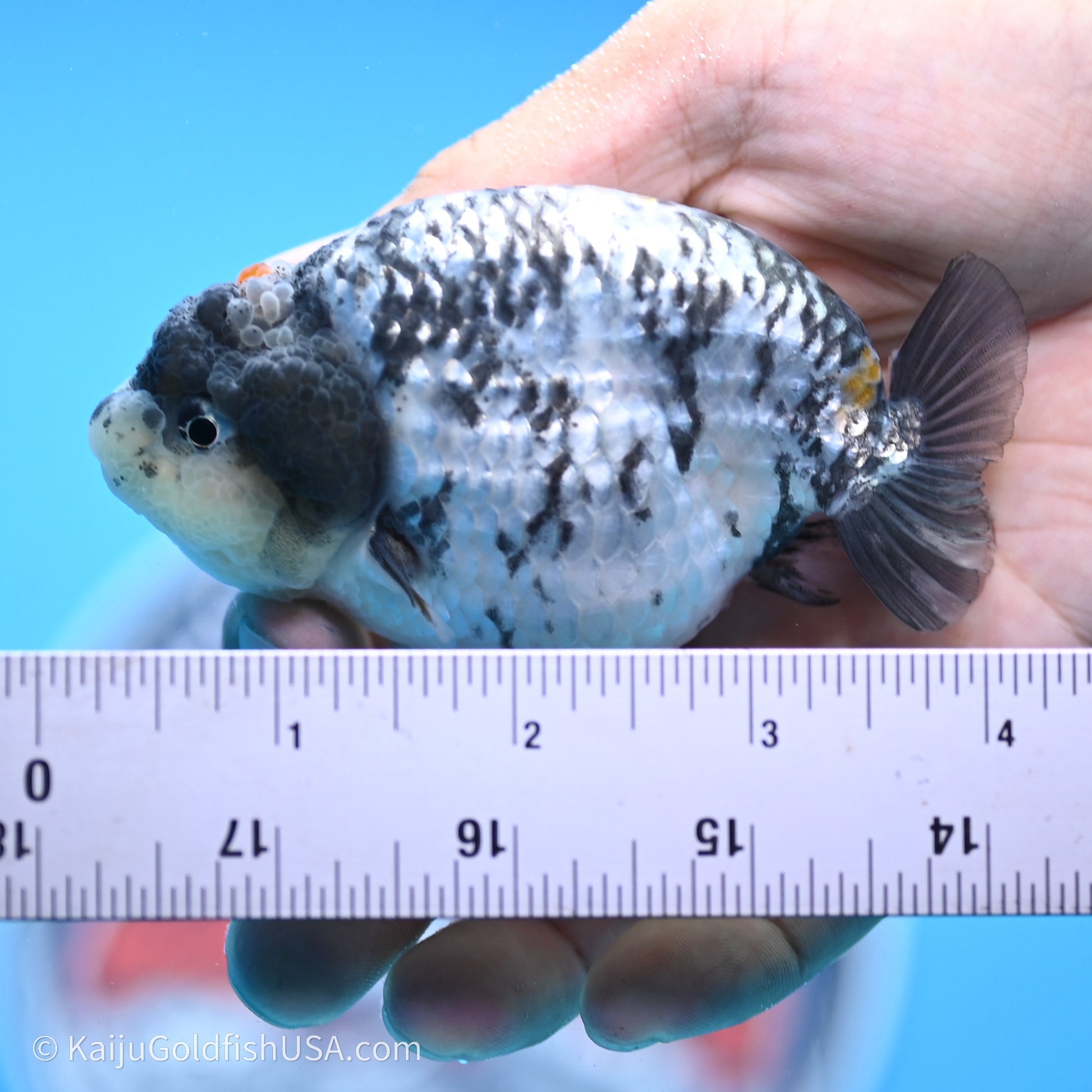 Tricolor White Tiger Ranchu 3.5 inches (240719_RC04) - Kaiju Goldfish USA