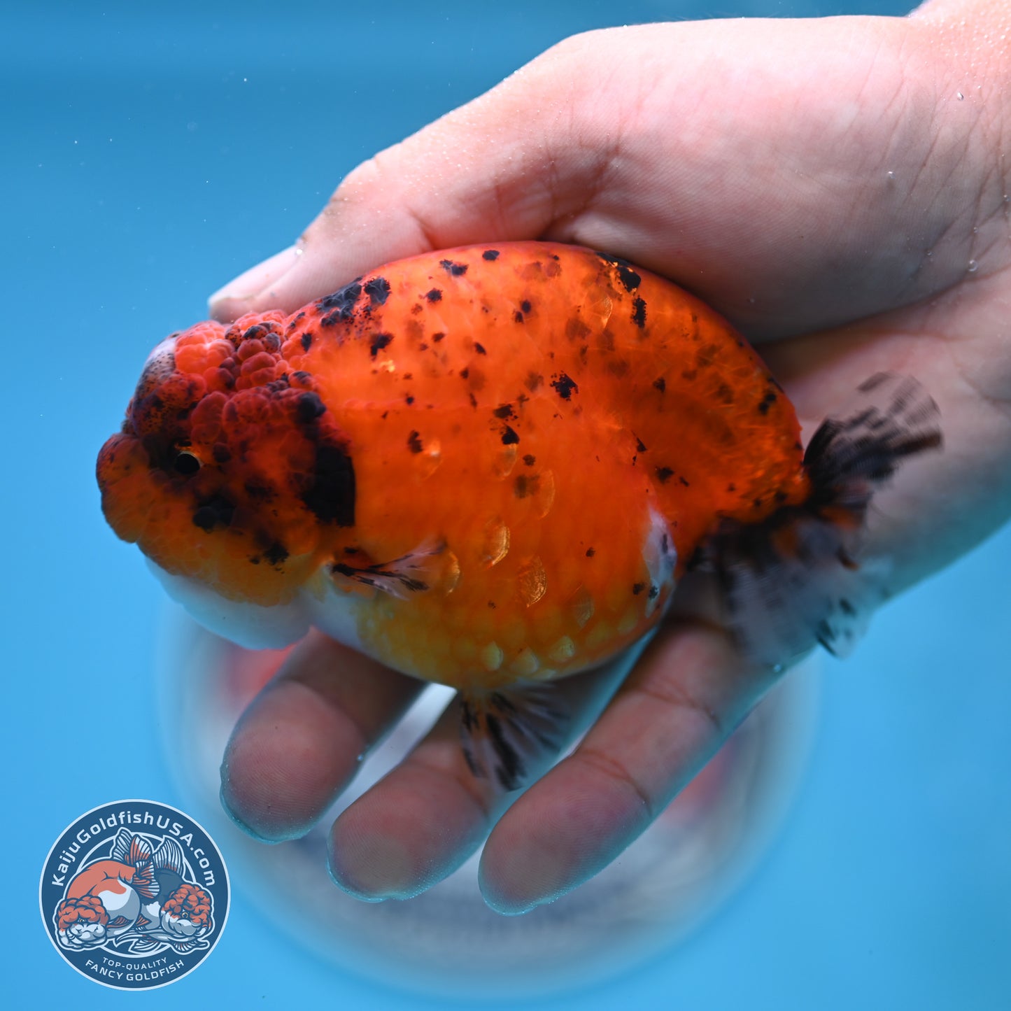 Calico Ranchu 4 inches Body (250516_RC04)