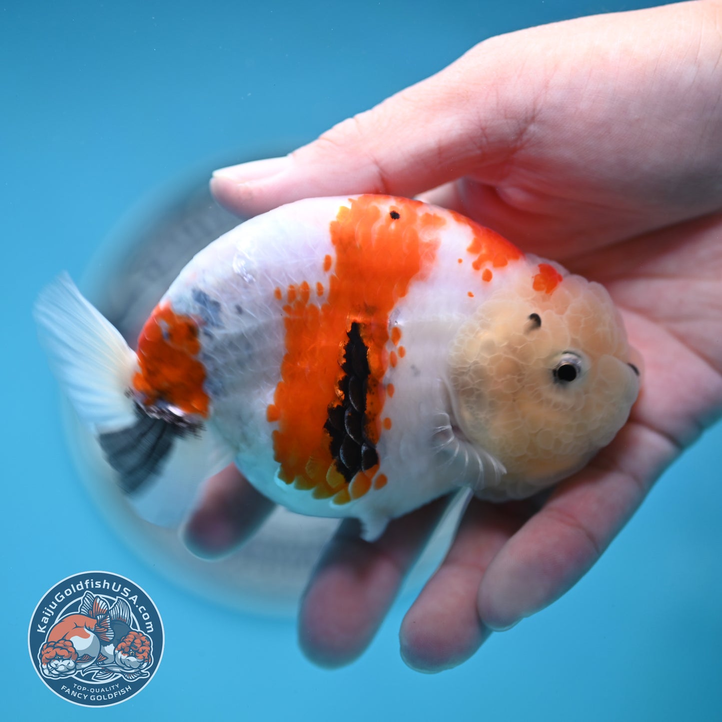 Tricolor Sakura Ranchu 4.25 inches Body (250502_RC04)