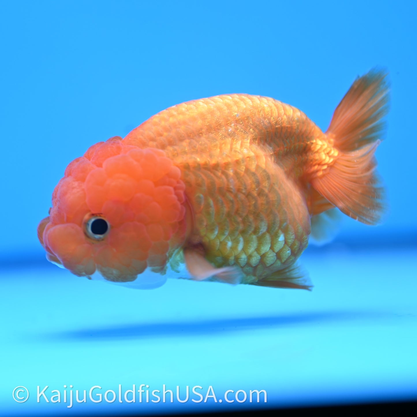 Red White Lionchu 3.5in body (240726_RC04) - Kaiju Goldfish USA