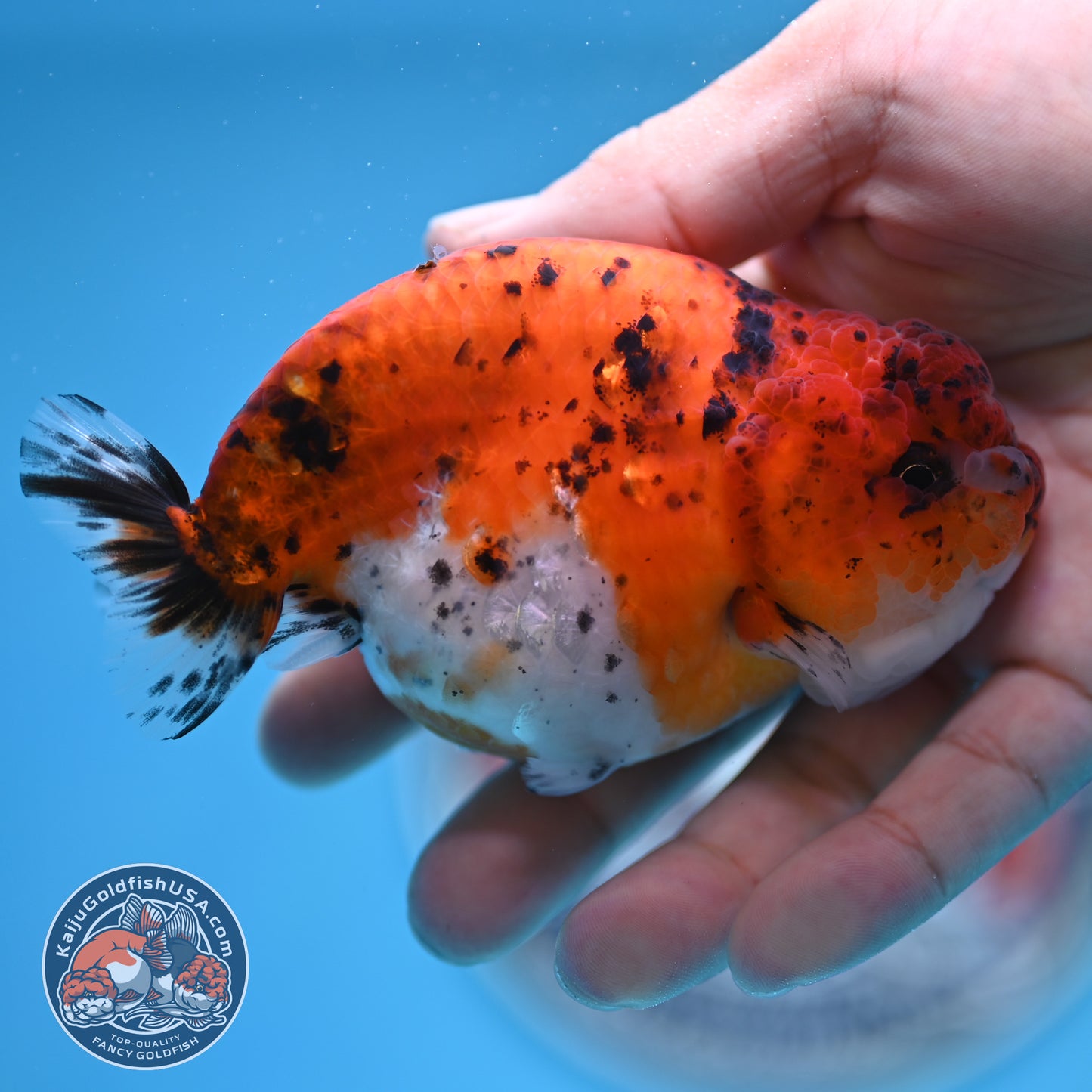 Calico Ranchu 4 inches Body (250516_RC04)