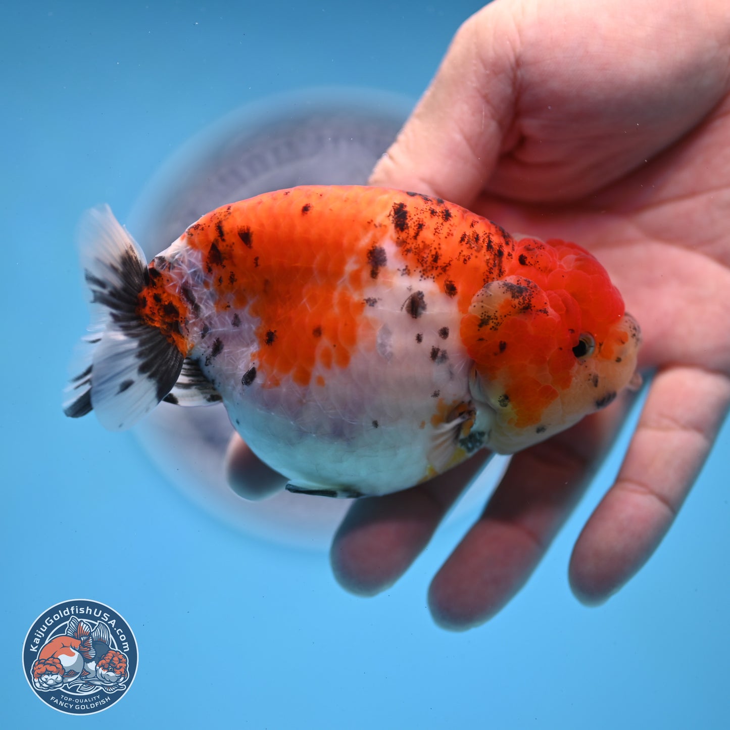 Tricolor Sakura Ranchu 4 inches Body - Female (250228_RC04)