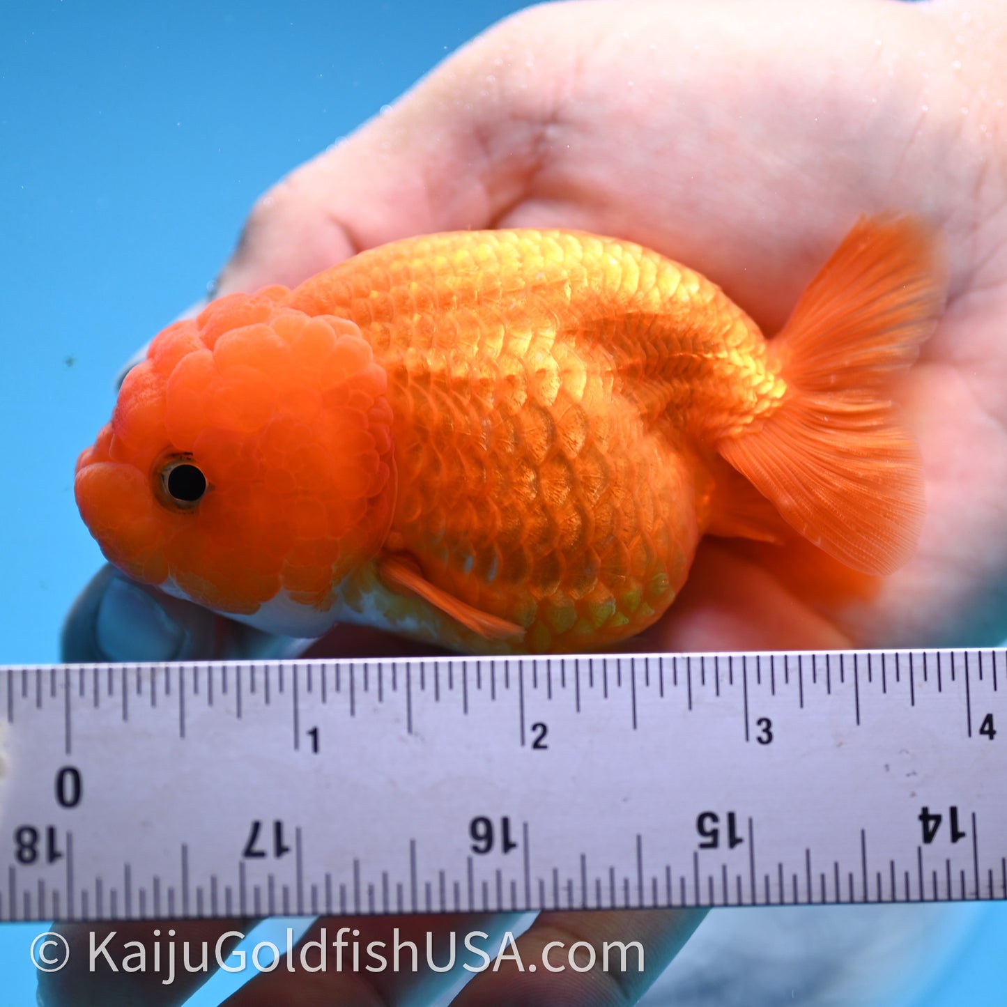 Red White Lionchu 3.5in body (240726_RC04) - Kaiju Goldfish USA