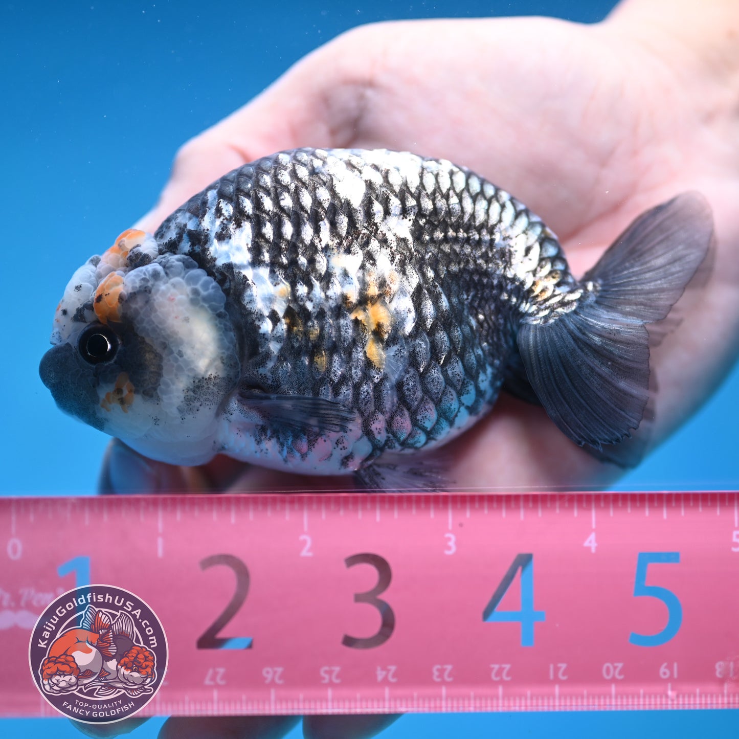Metallic Heavy Ink Ranchu 4 inch Body (250905_RC04)