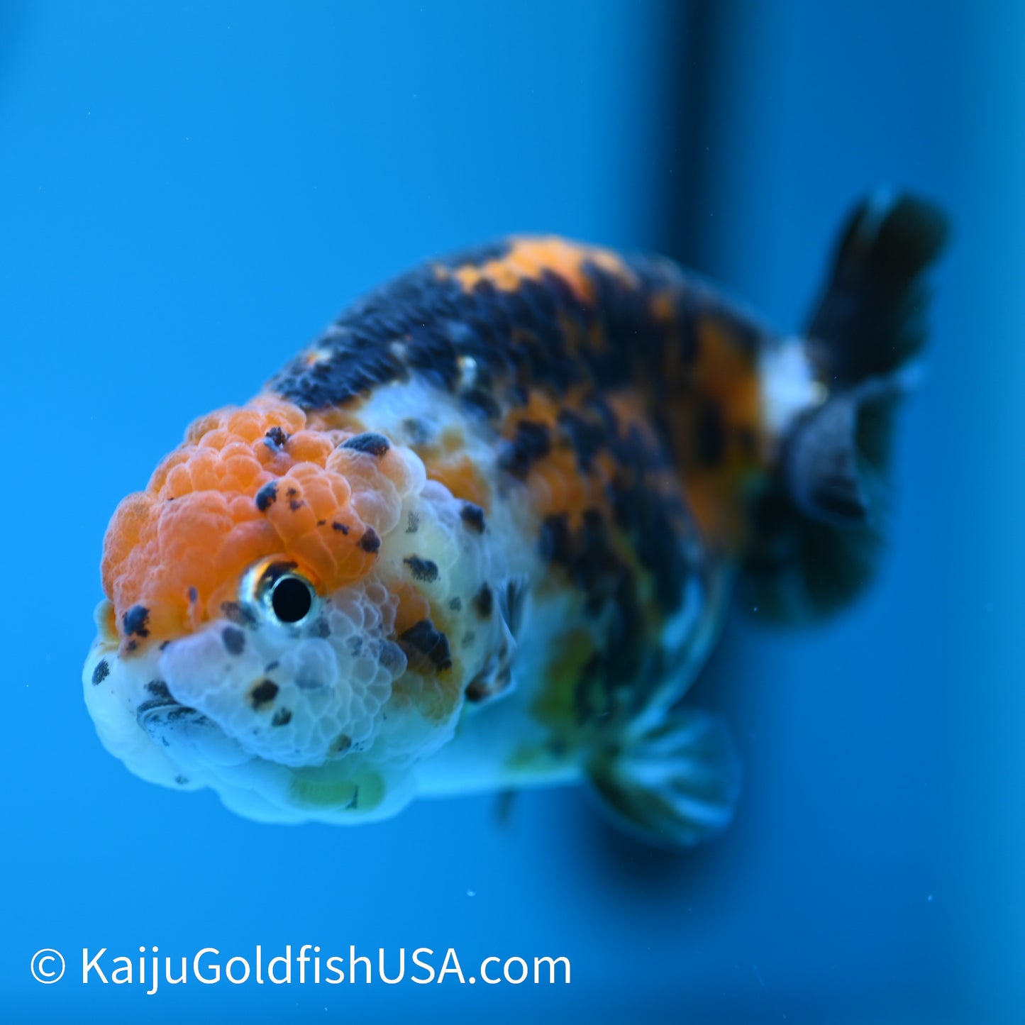 Red Head Calico Cow Ranchu 4-4.5 inches (240329_RC04) - Kaiju Goldfish USA