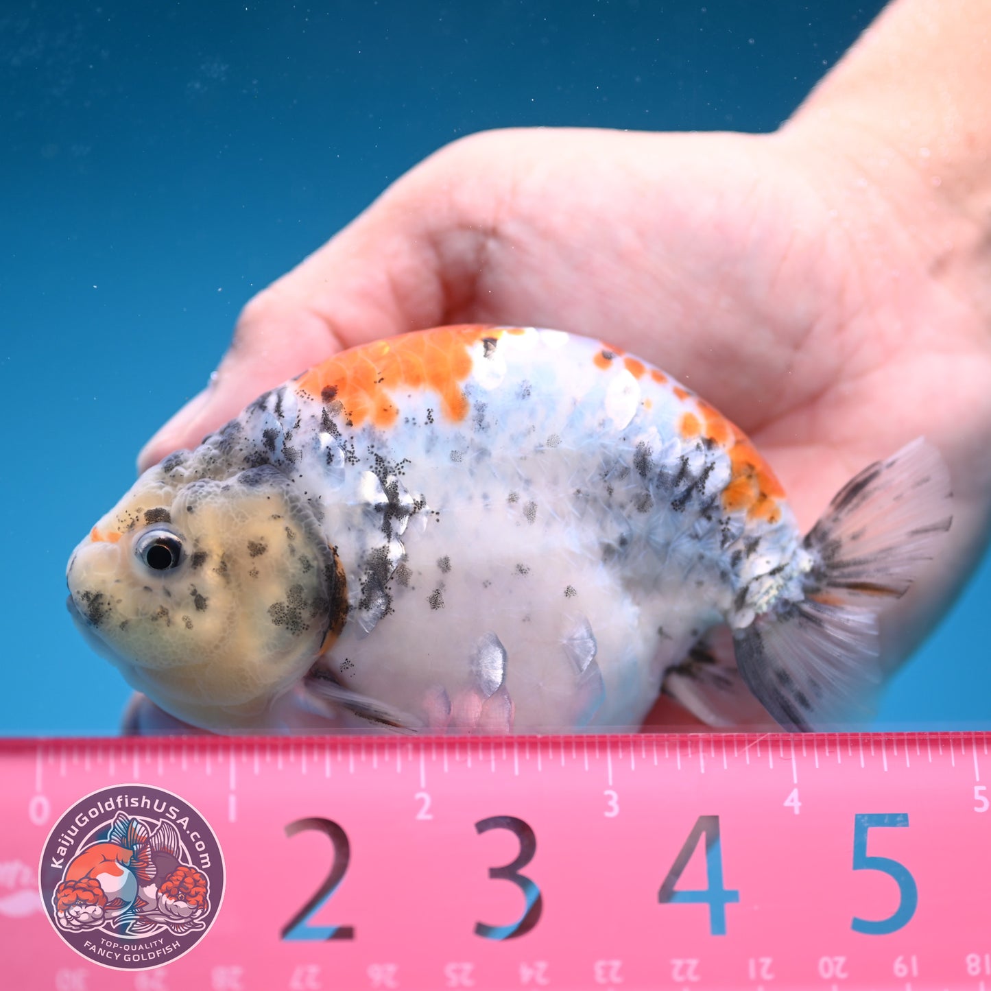 Tricolor Sakura Ranchu 4 inch Body (250822_RC04)