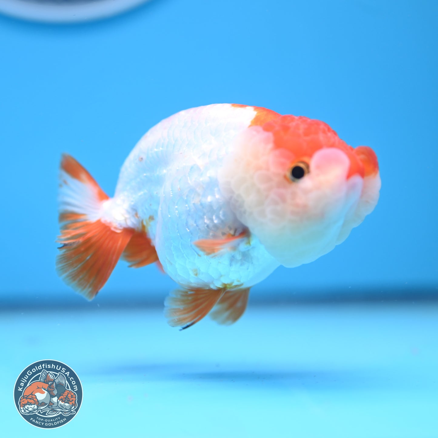 Red White Lionchu 3.5in body (240809_RC04) - Kaiju Goldfish USA