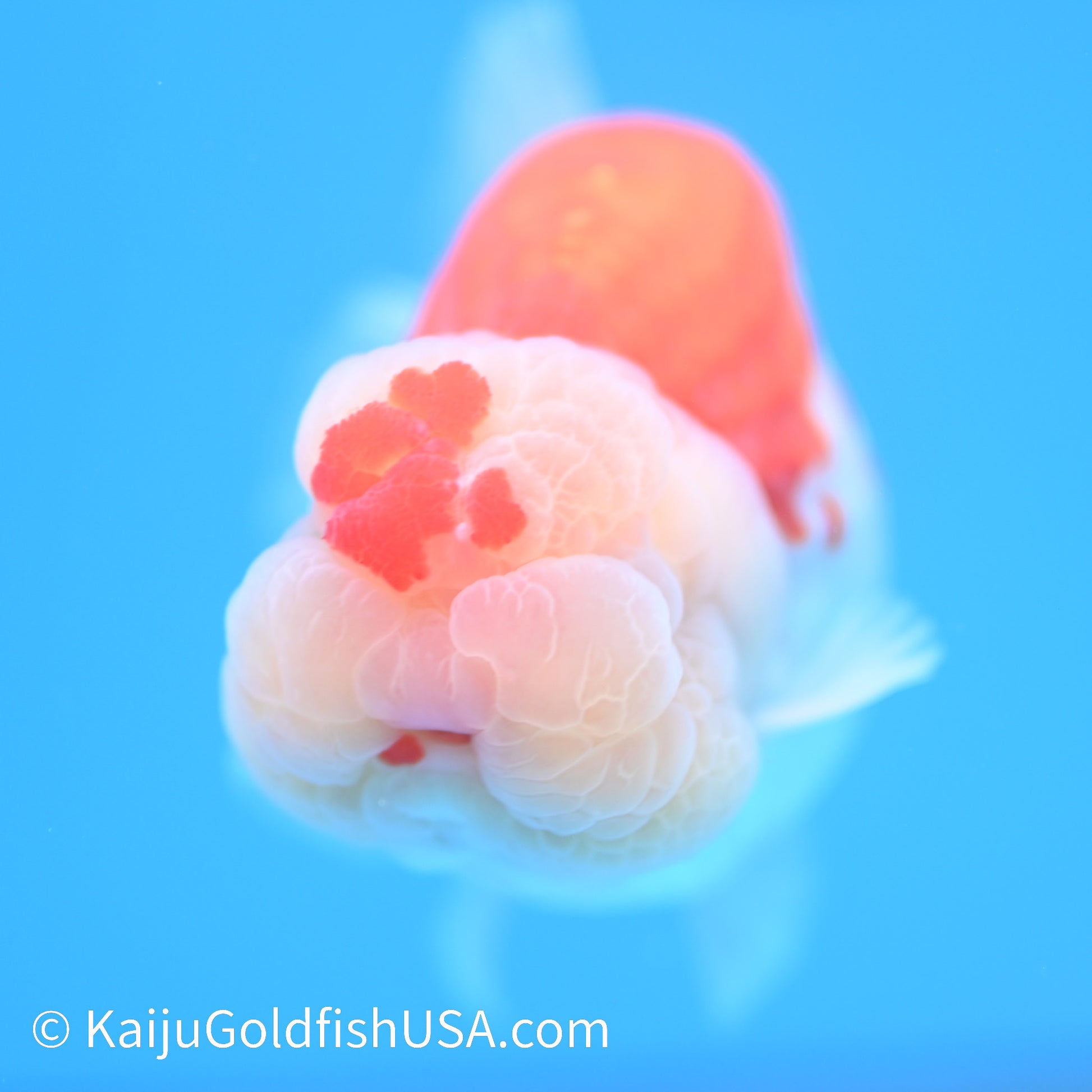 Crown Chubby Cheeks Red White Buffalo Ranchu 4-4.5 inches (240322_RC04) - Kaiju Goldfish USA