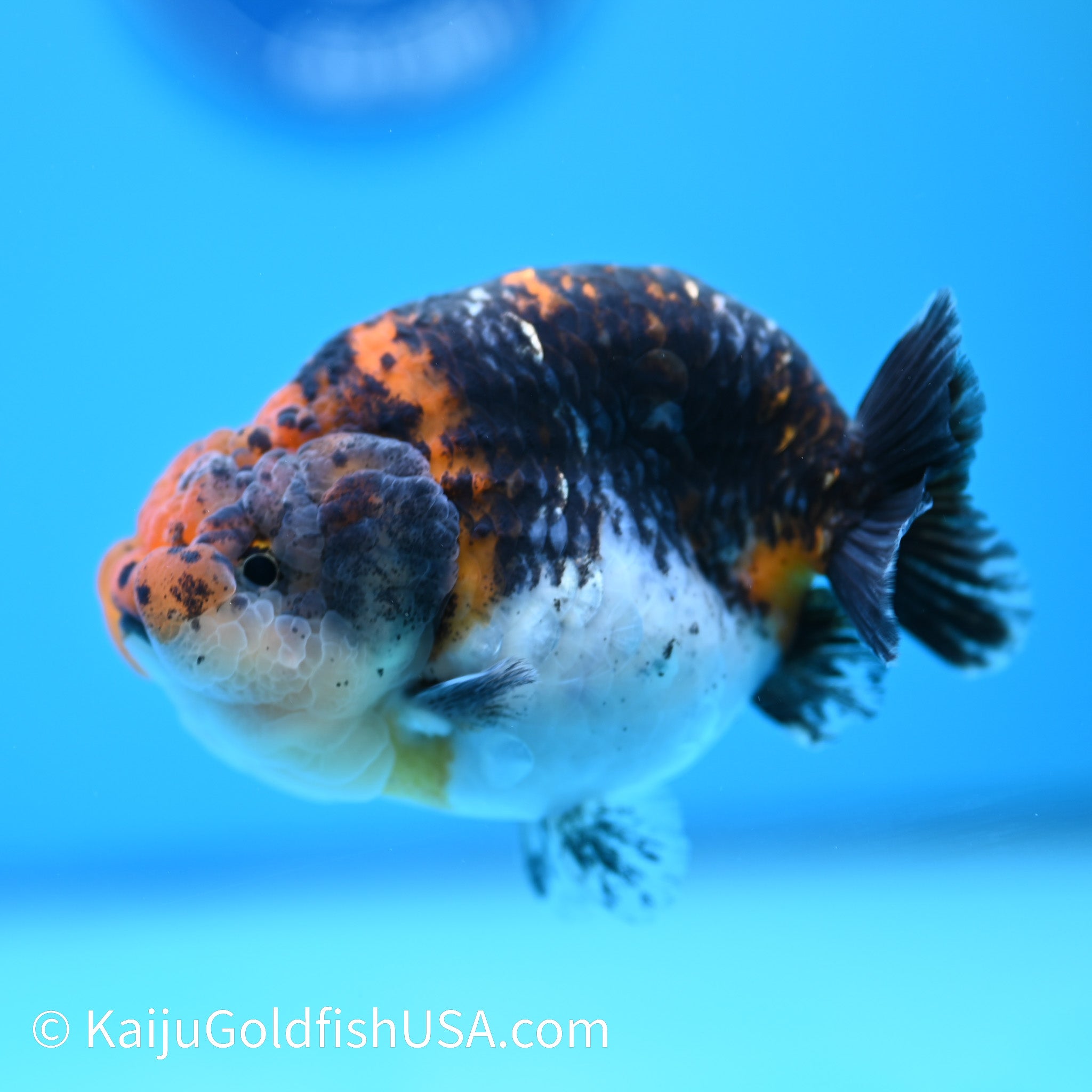 Black Kirin Calico Ranchu | Kaiju Goldfish USA