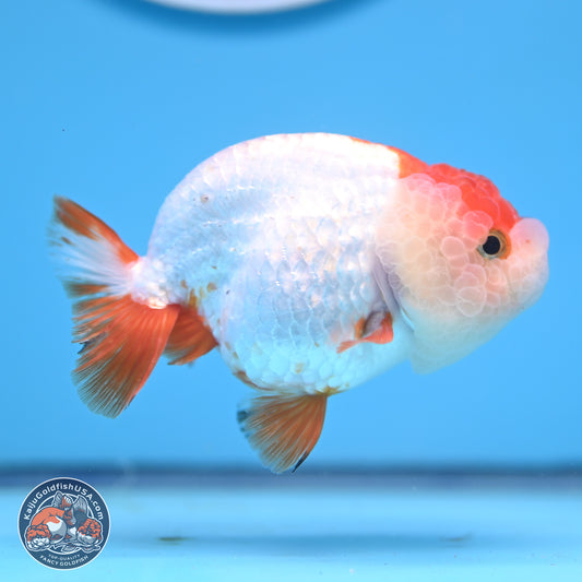 Red White Lionchu 3.5in body (240809_RC04) - Kaiju Goldfish USA