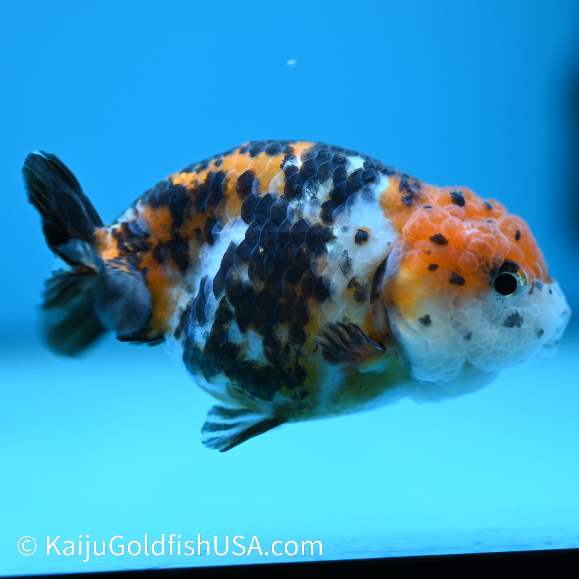 Red Head Calico Cow Ranchu 4-4.5 inches (240329_RC04) - Kaiju Goldfish USA