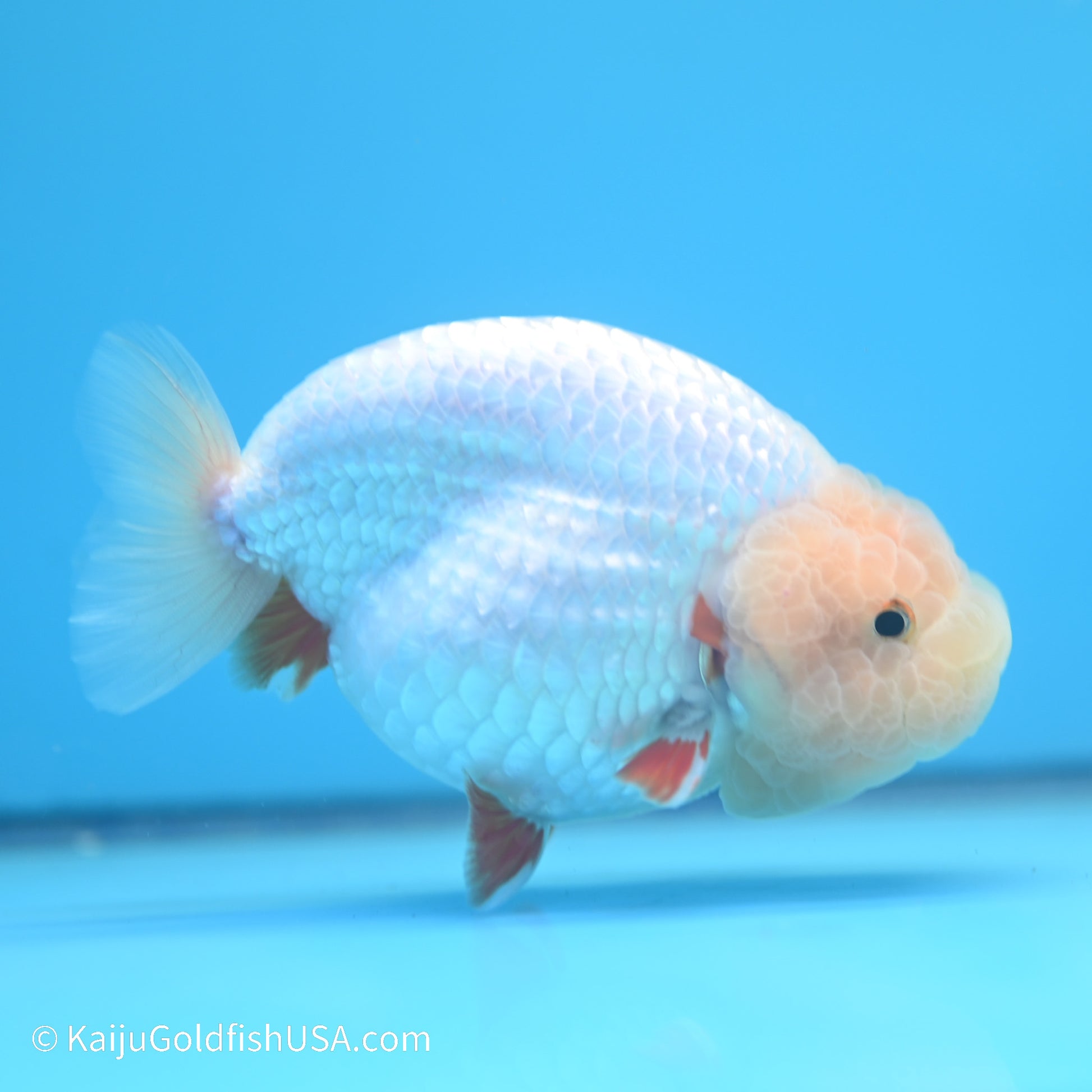 Red White Buffalo Ranchu 5 inches (240517_RC04) - Kaiju Goldfish USA