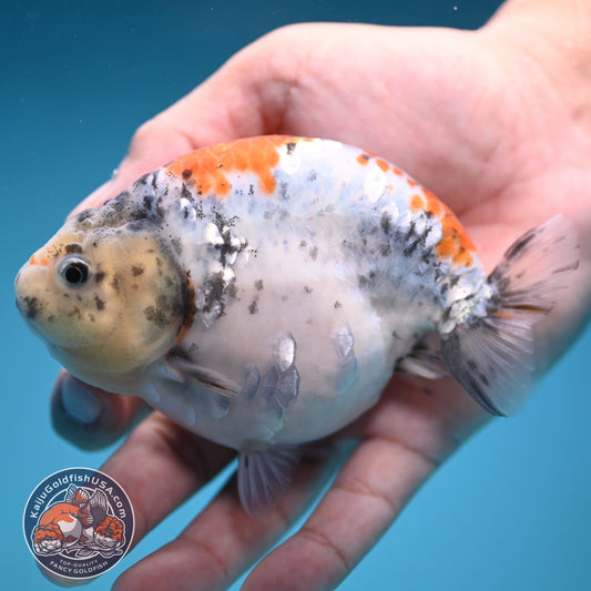 Tricolor Sakura Ranchu 4 inch Body (250822_RC04)