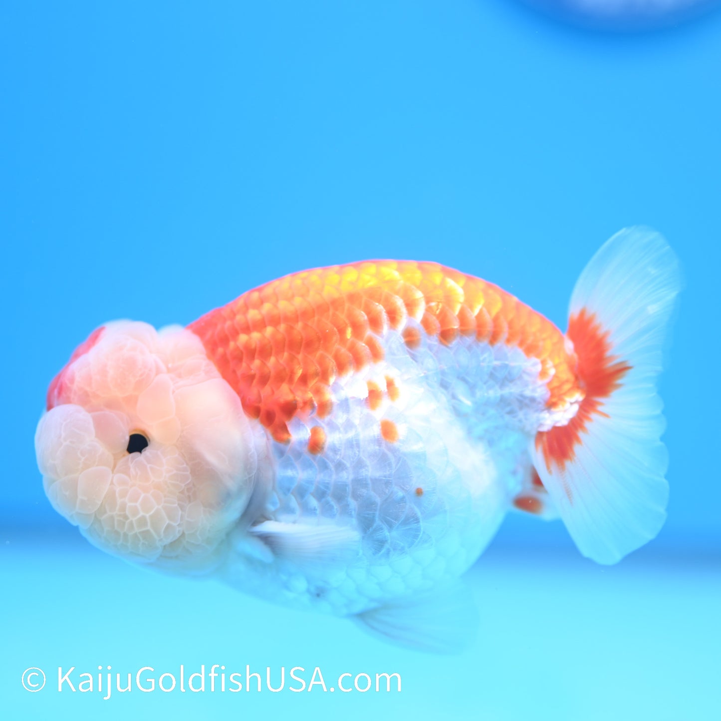 Crown Chubby Cheeks Red White Buffalo Ranchu 4-4.5 inches (240322_RC04) - Kaiju Goldfish USA