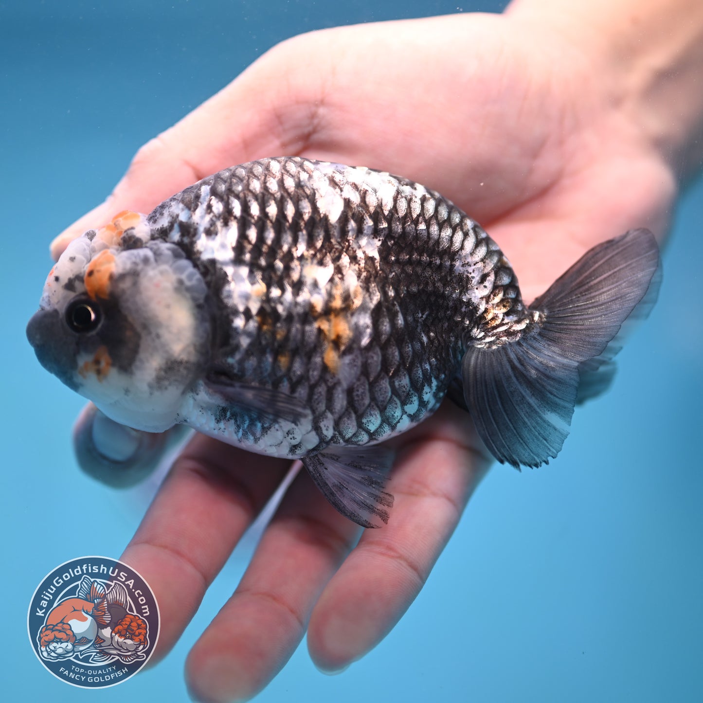 Metallic Heavy Ink Ranchu 4 inch Body (250905_RC04)