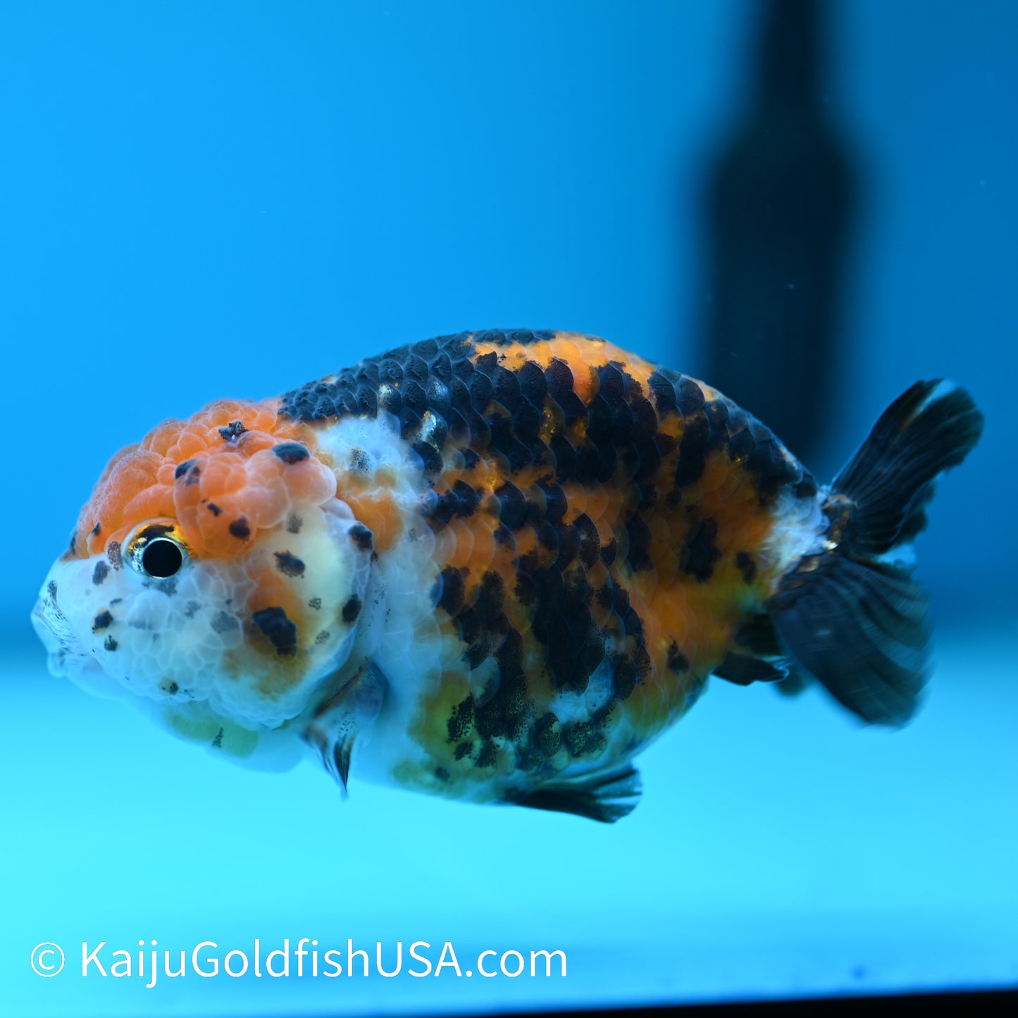 Red Head Calico Cow Ranchu 4-4.5 inches (240329_RC04) - Kaiju Goldfish USA