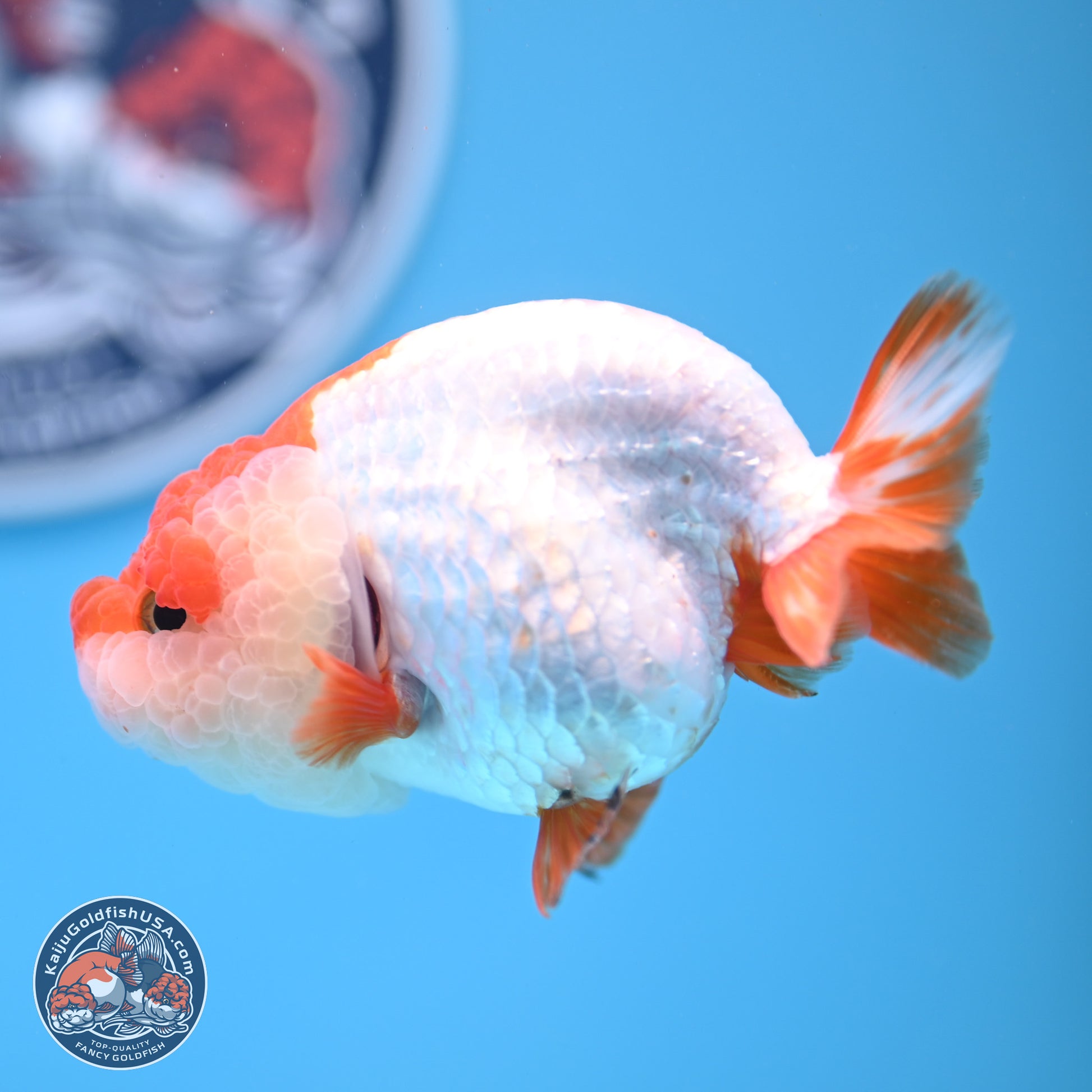 Red White Lionchu 3.5in body (240809_RC04) - Kaiju Goldfish USA