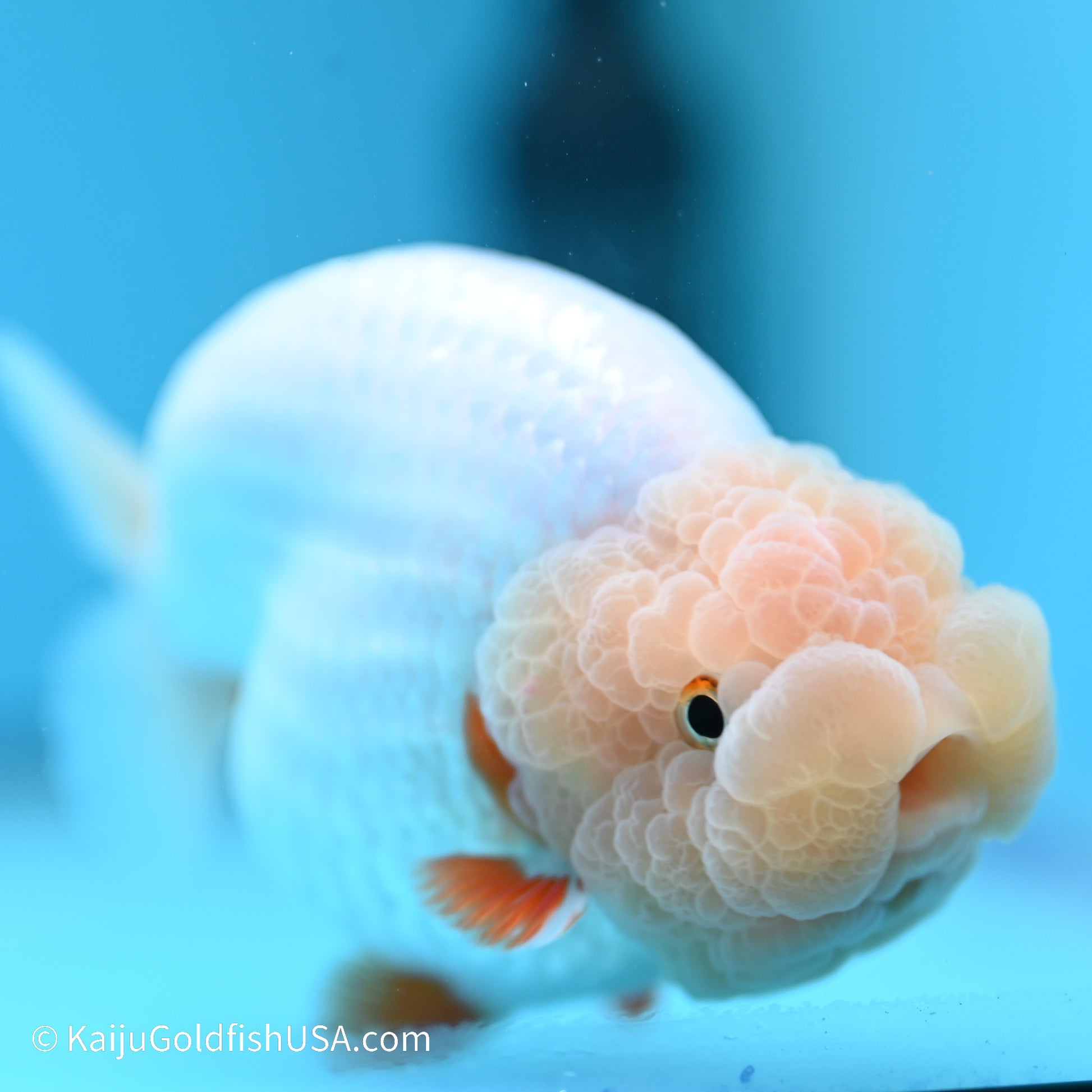 Red White Buffalo Ranchu 5 inches (240517_RC04) - Kaiju Goldfish USA