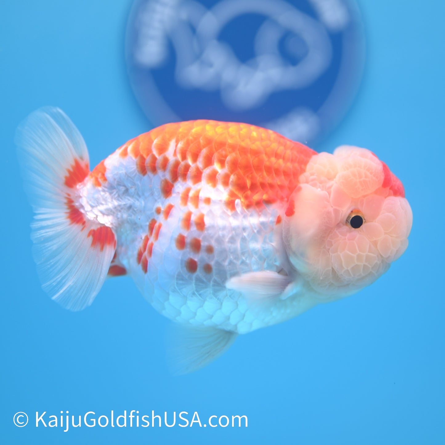 Crown Chubby Cheeks Red White Buffalo Ranchu 4-4.5 inches (240322_RC04) - Kaiju Goldfish USA