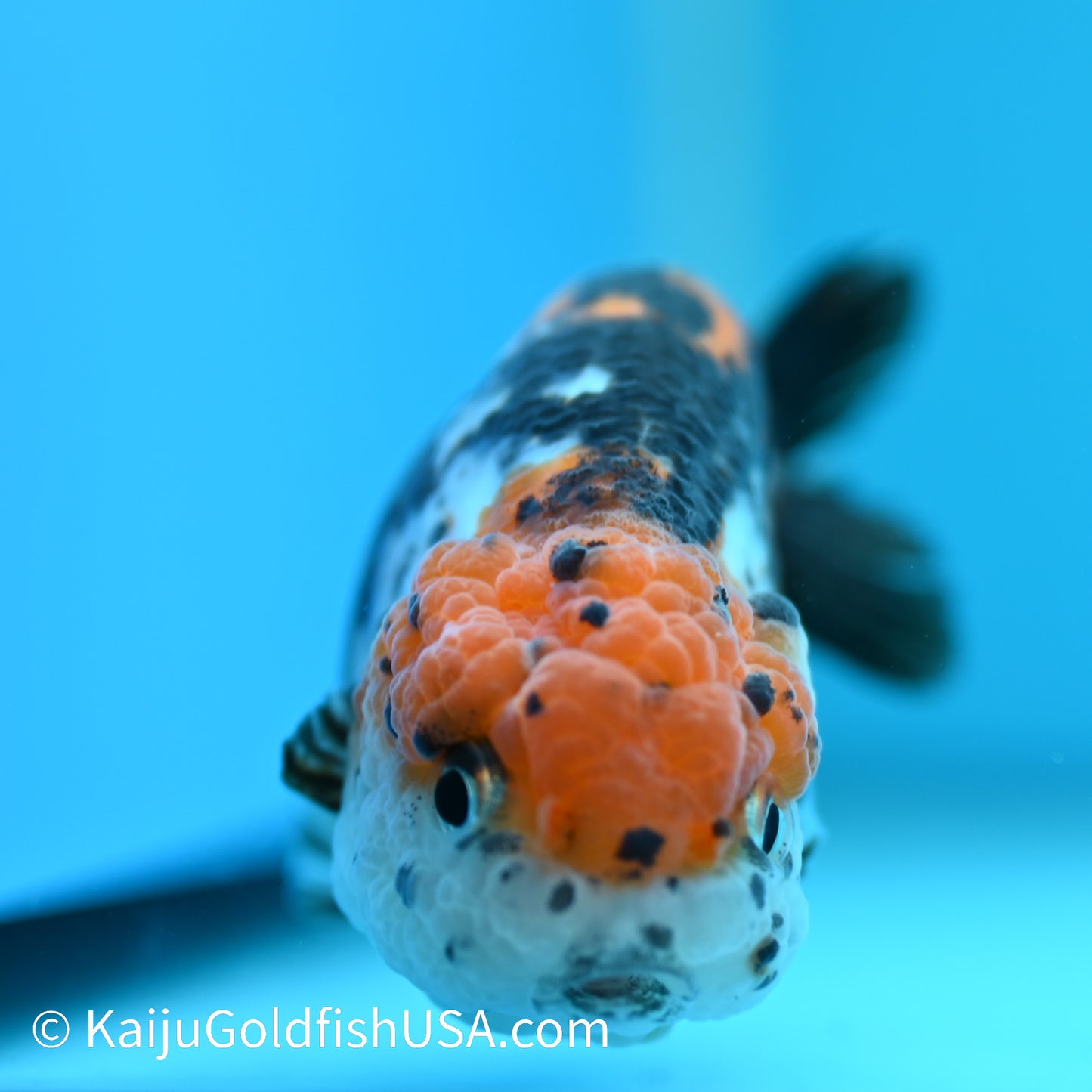 Red Head Calico Cow Ranchu 4-4.5 inches (240329_RC04) - Kaiju Goldfish USA