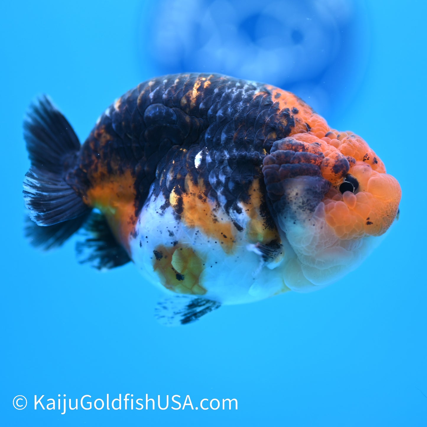Black Kirin Calico Ranchu 4 inches(240510_RC04) - Kaiju Goldfish USA