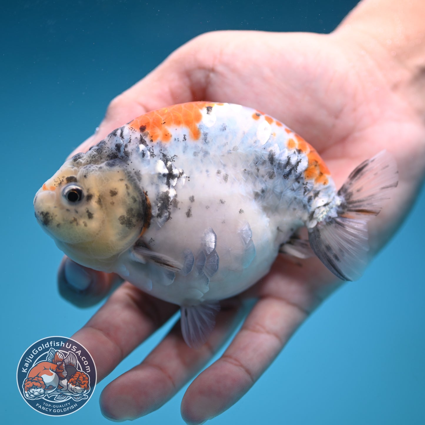 Tricolor Sakura Ranchu 4 inch Body (250822_RC04)