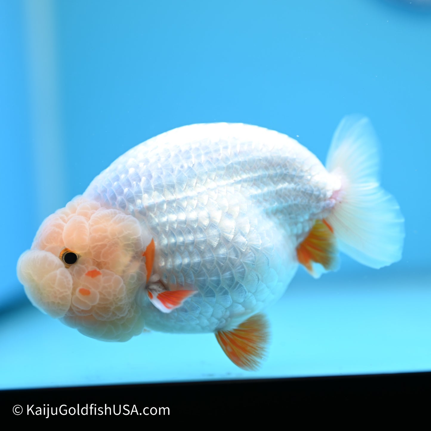 Red White Buffalo Ranchu 5 inches (240517_RC04) - Kaiju Goldfish USA